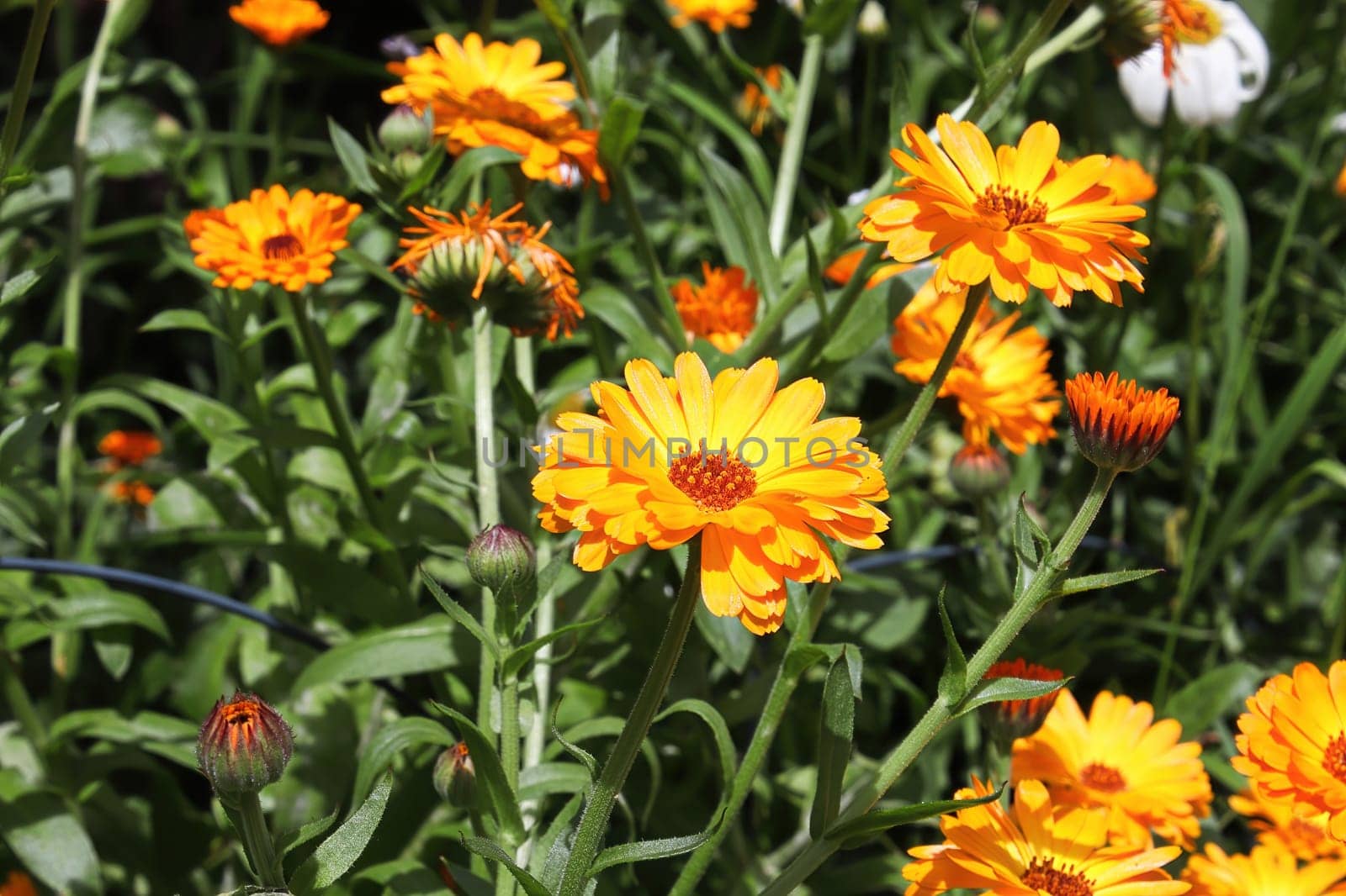 Closeup of orange english marigolds growing in the garden.