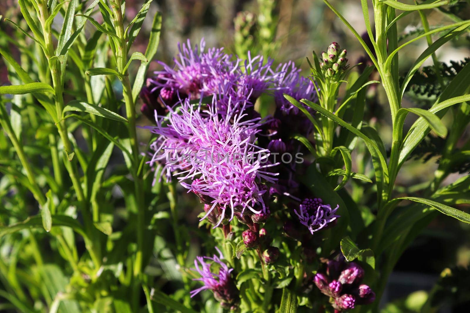 Closeup of pink gayflowers growing in the garden.