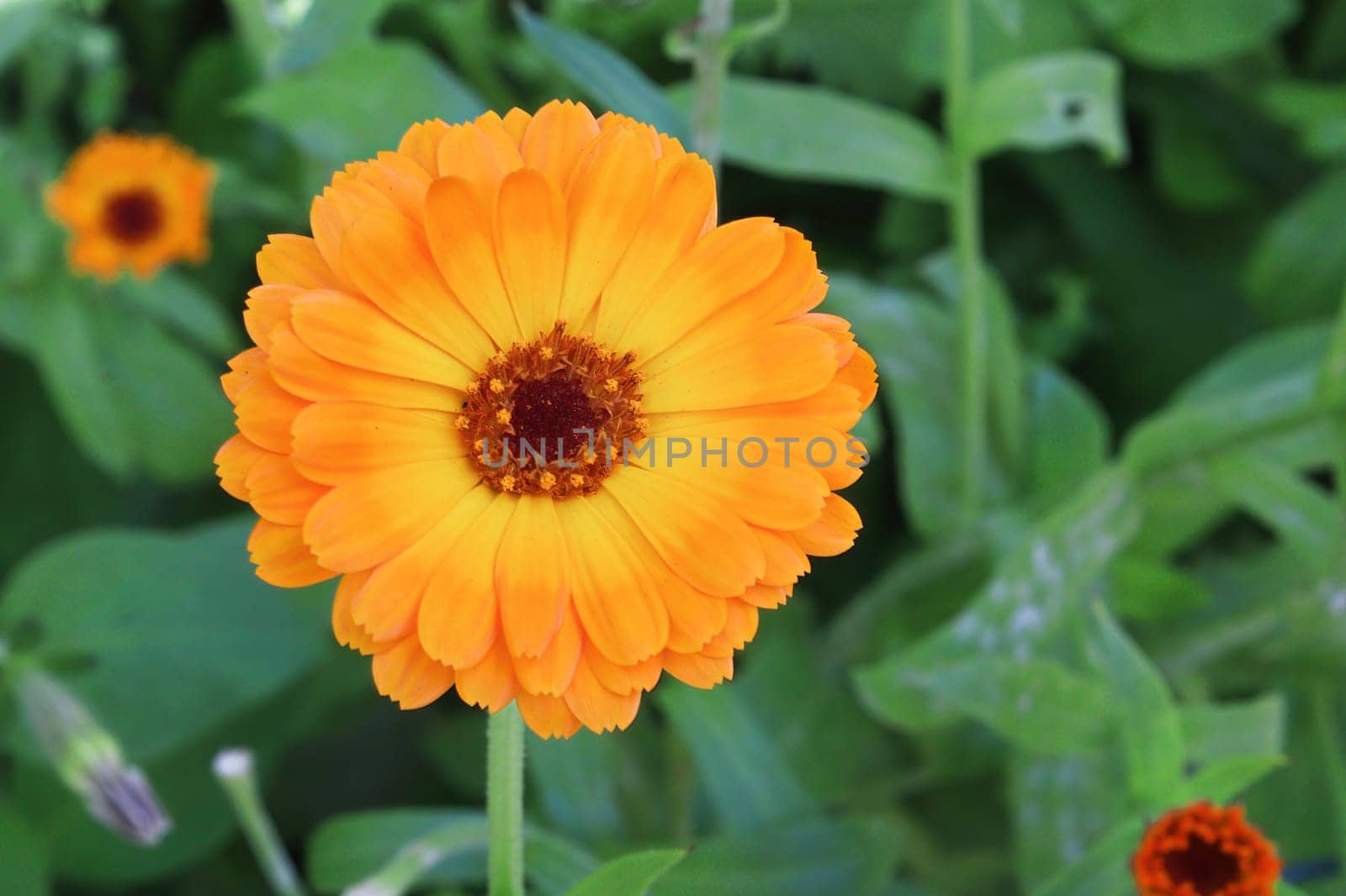 Closeup of orange english marigolds growing in the garden.