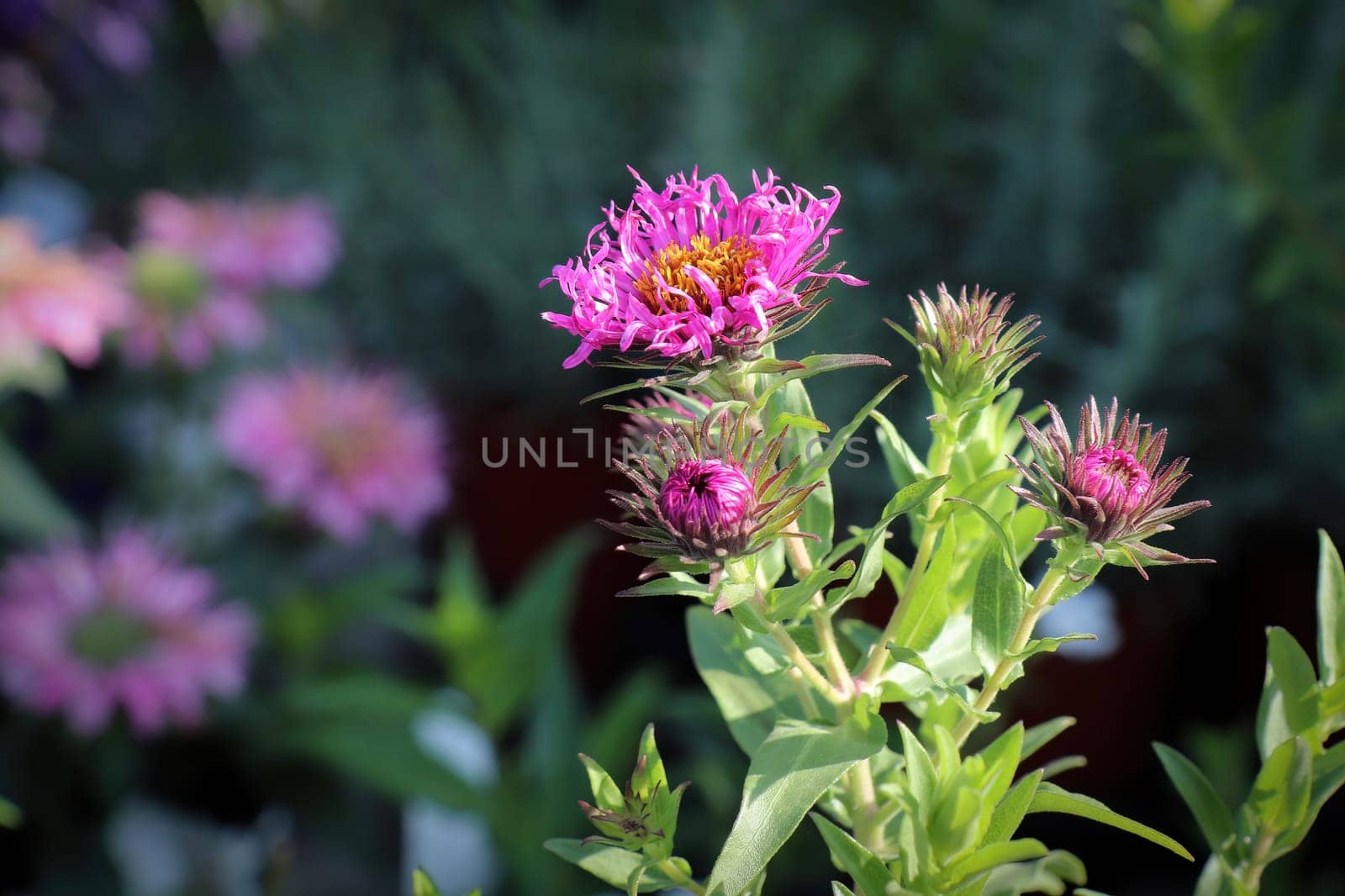 Closeup view of pink and yellow aster flowers.