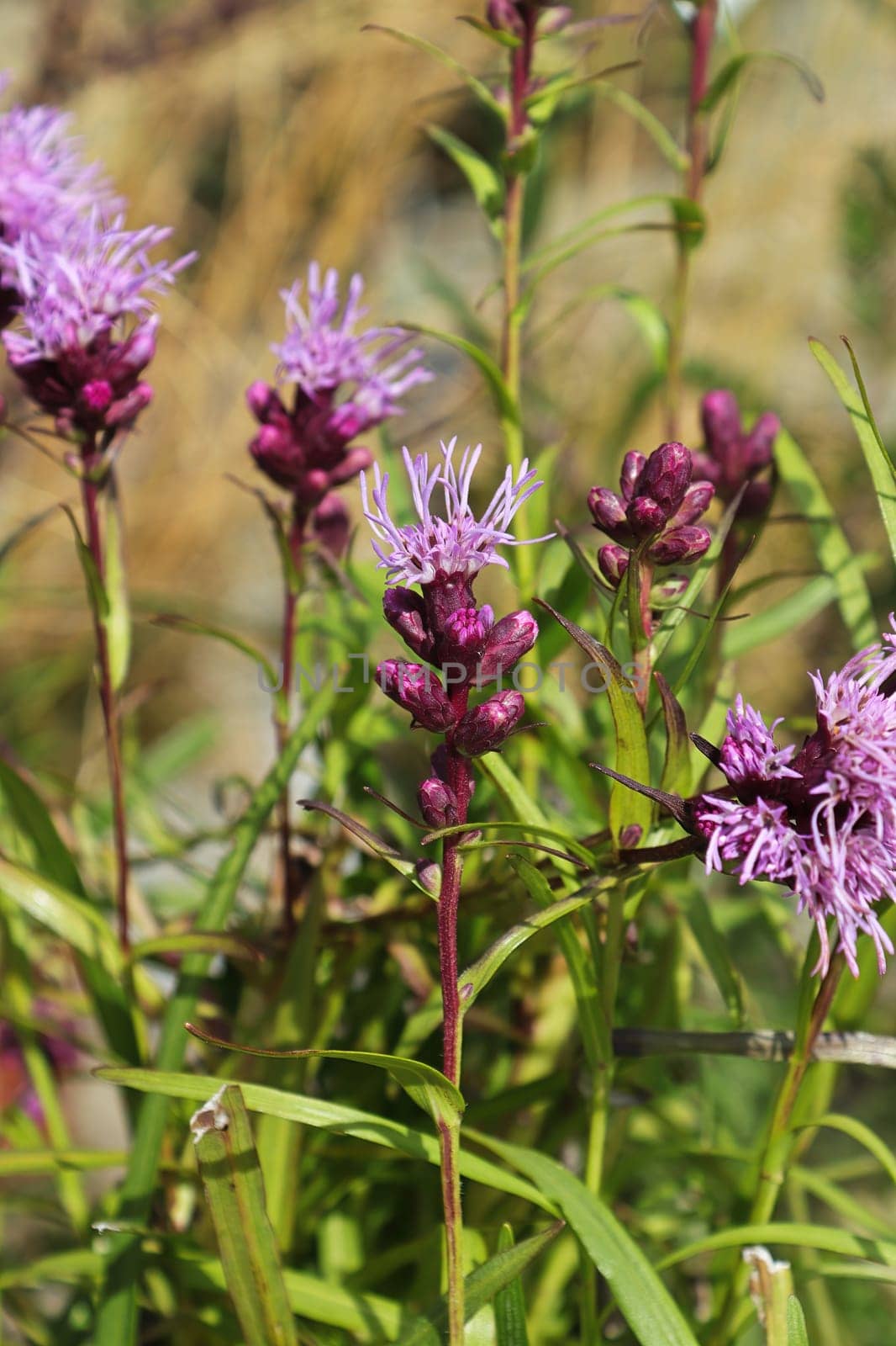Closeup of pink gayflowers growing in the garden.