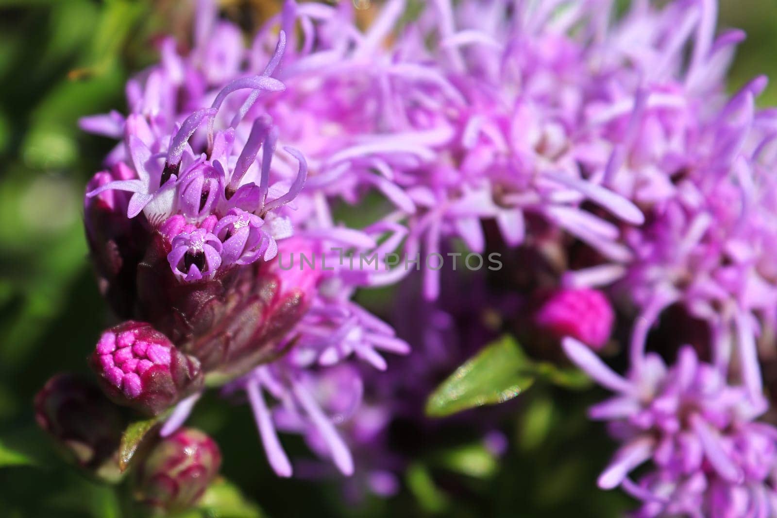 Macro of the pink petals on a gayflower during summer.