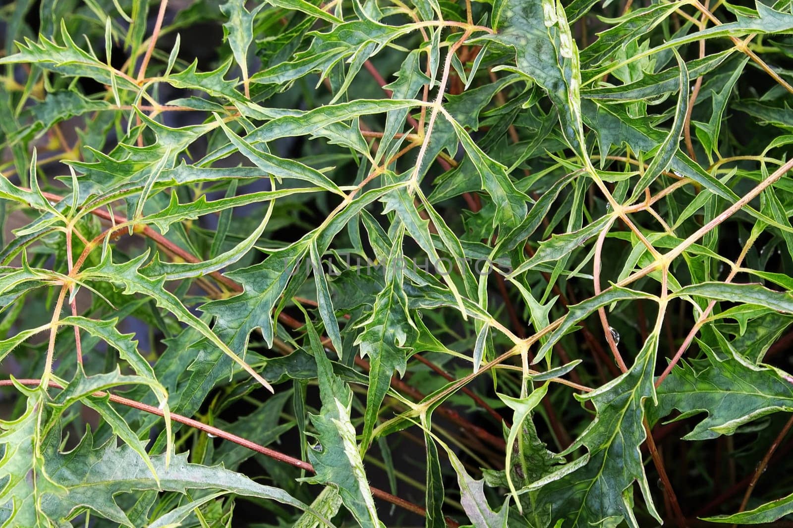 The spiny foliage on a goatsbeard plant in the spring.