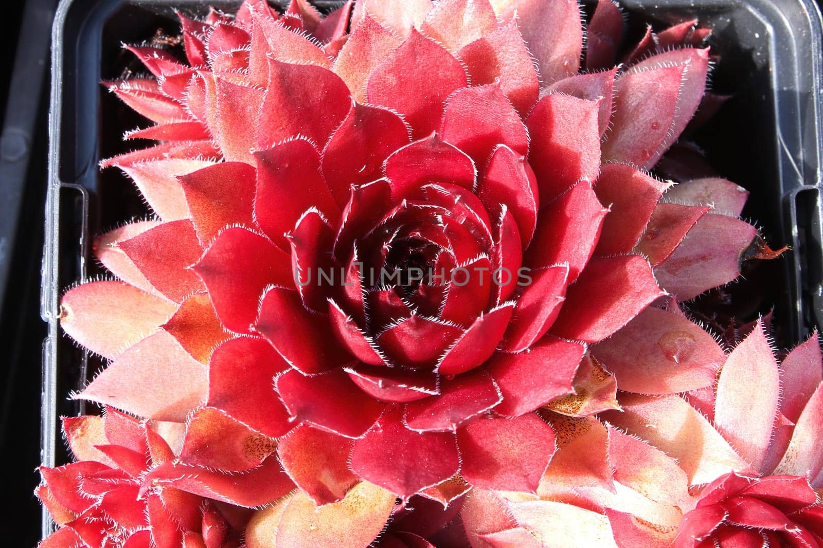 Closeup view of hens and chicks succulent plants.