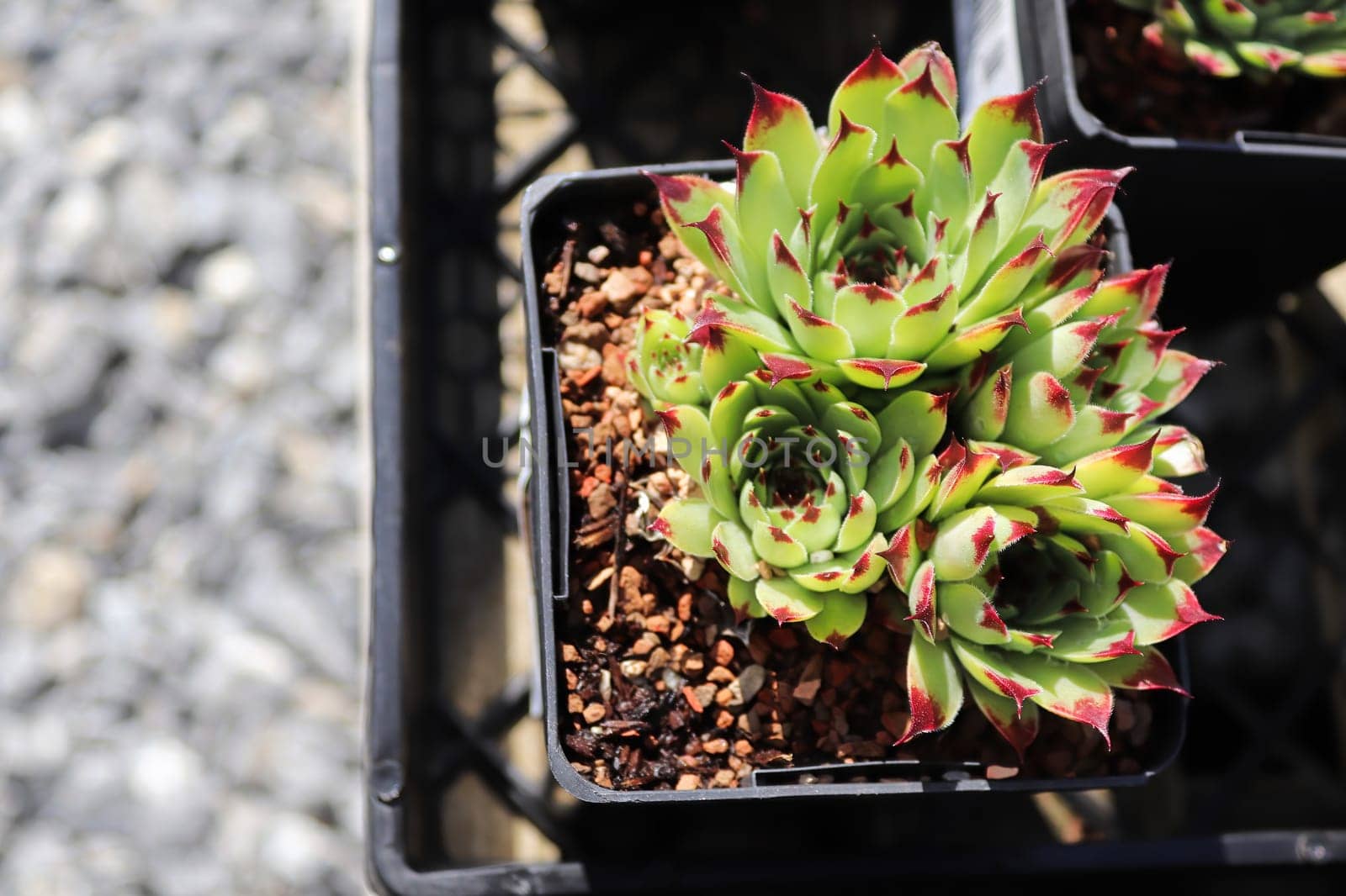 Closeup view of hens and chicks succulent plants.