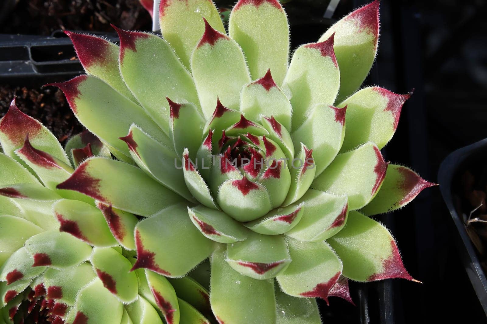 Closeup view of hens and chicks succulent plants.