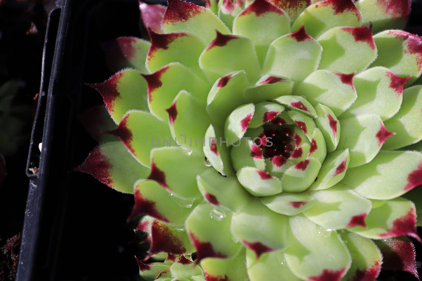 Closeup view of hens and chicks succulent plants.