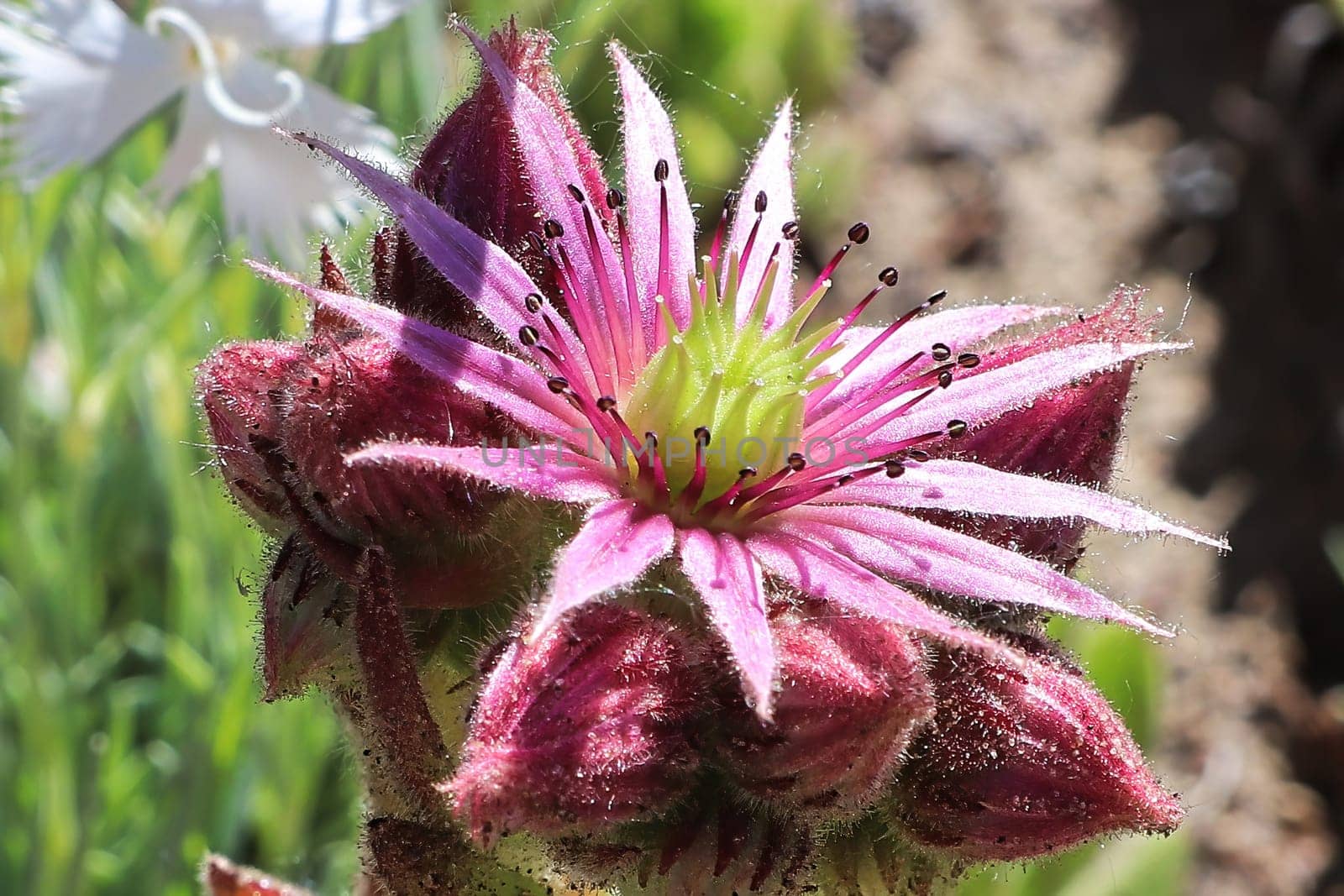 Macro view of hens and chicks succulent flower in bloom.