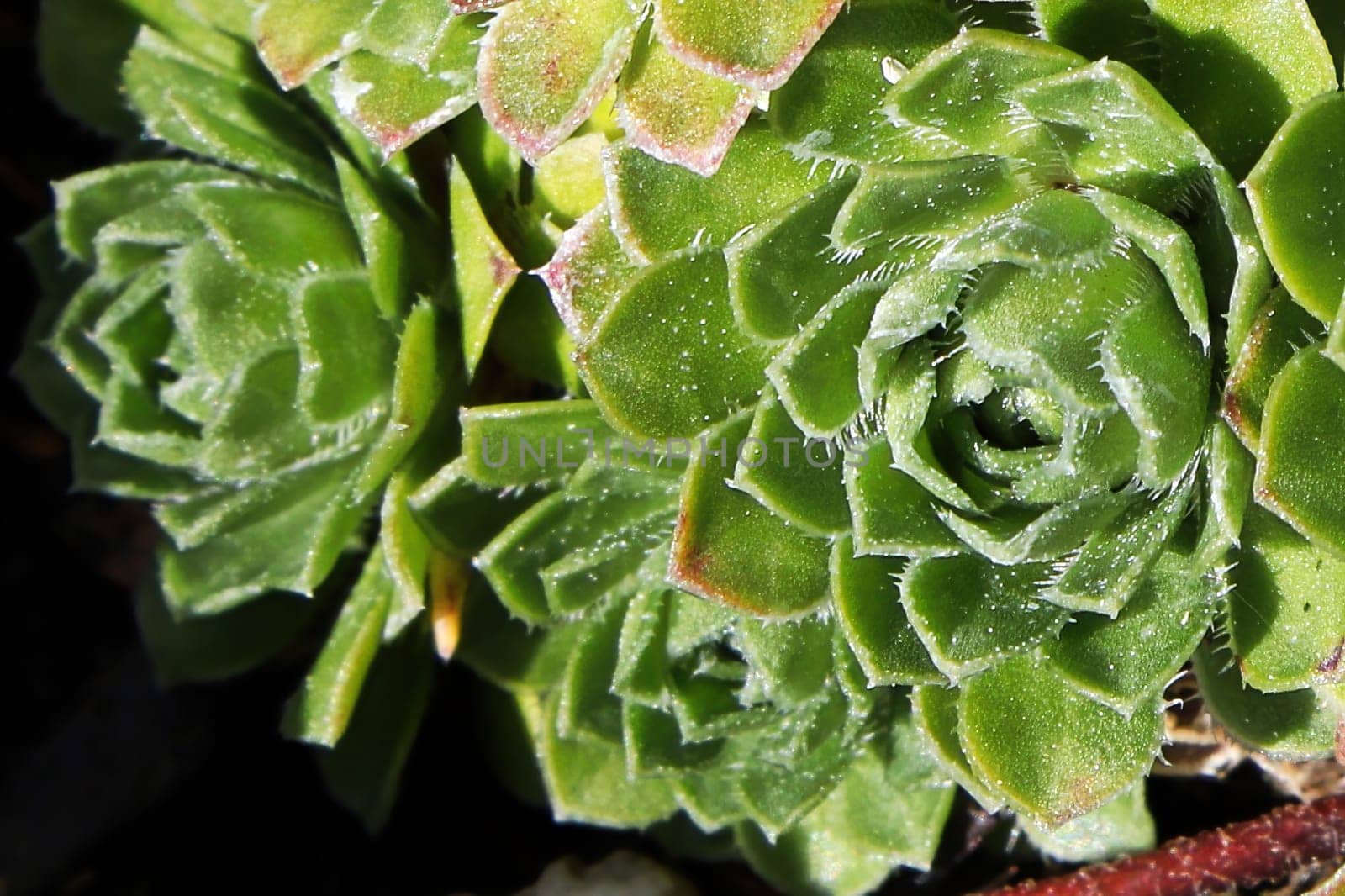 Closeup view of hens and chicks succulent plants.
