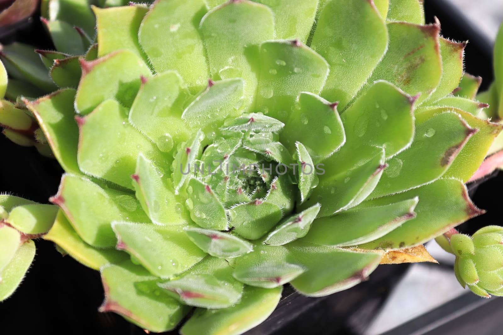 Closeup view of hens and chicks succulent plants.