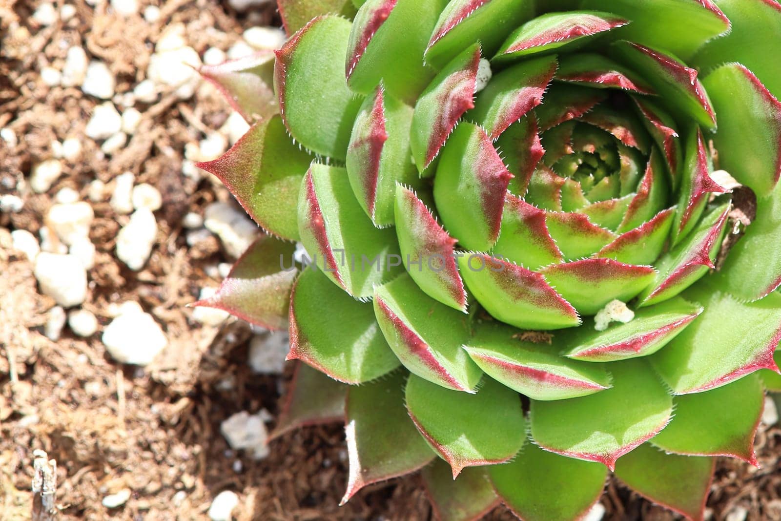 Closeup view of hens and chicks succulent plants.