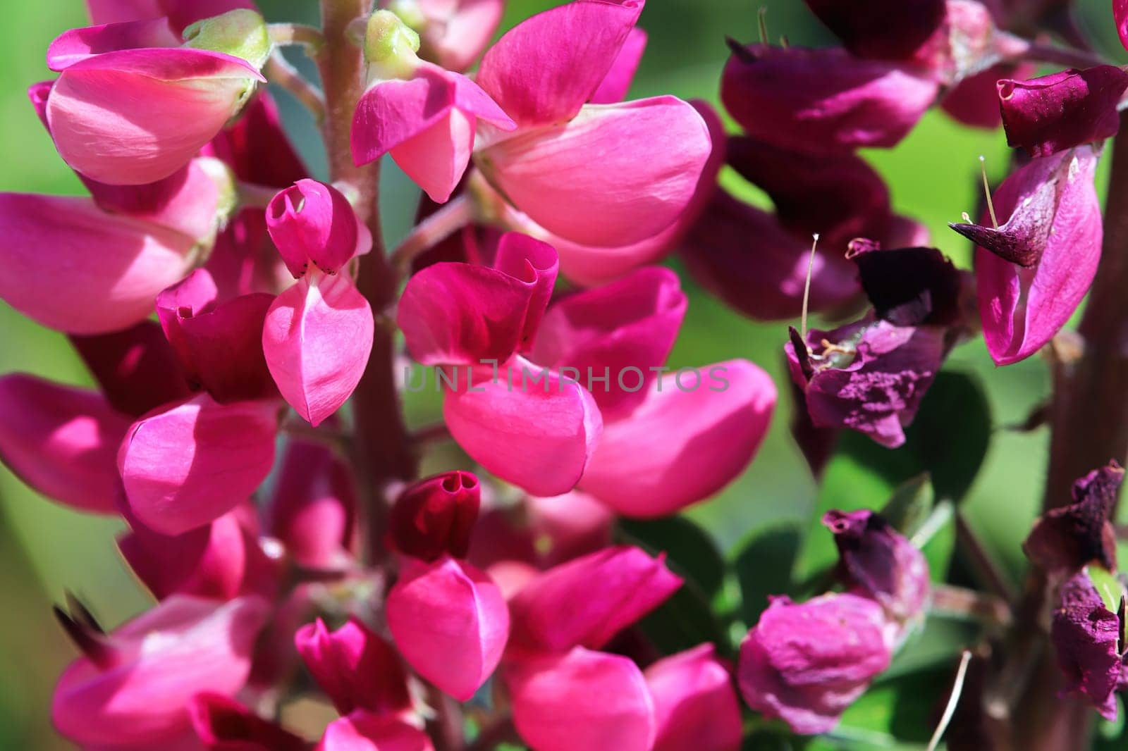 Macro view of pink blossoms on a lupin spike.