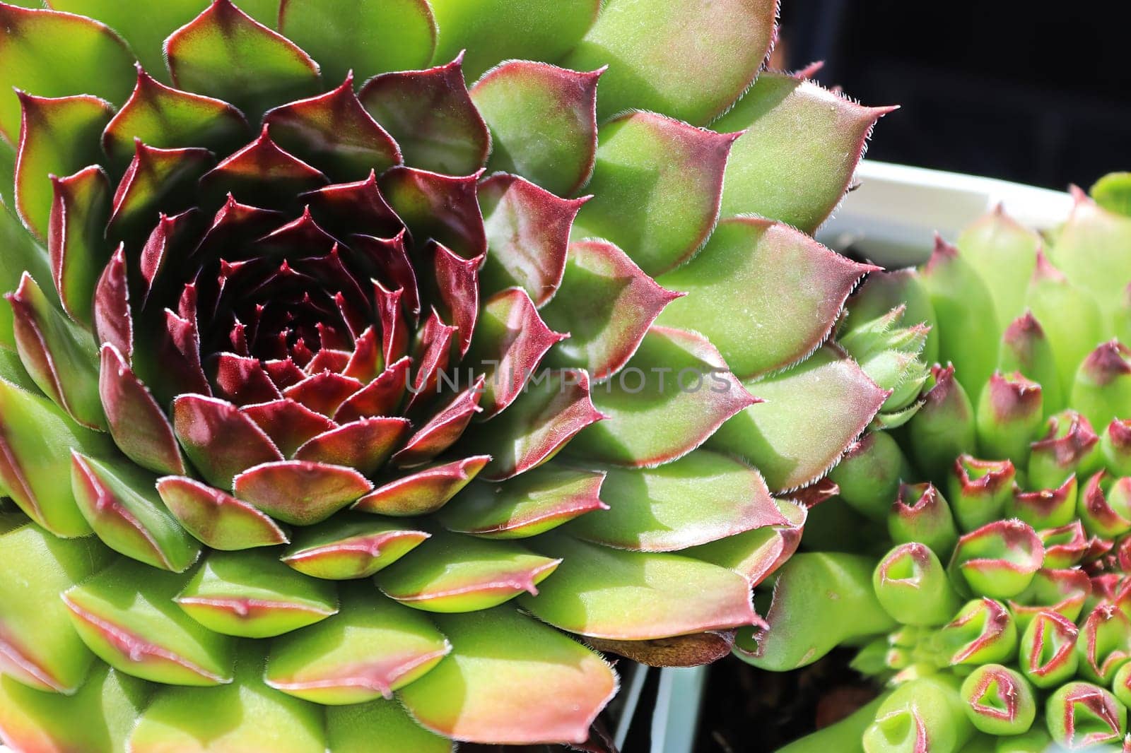 Closeup view of hens and chicks succulent plants.