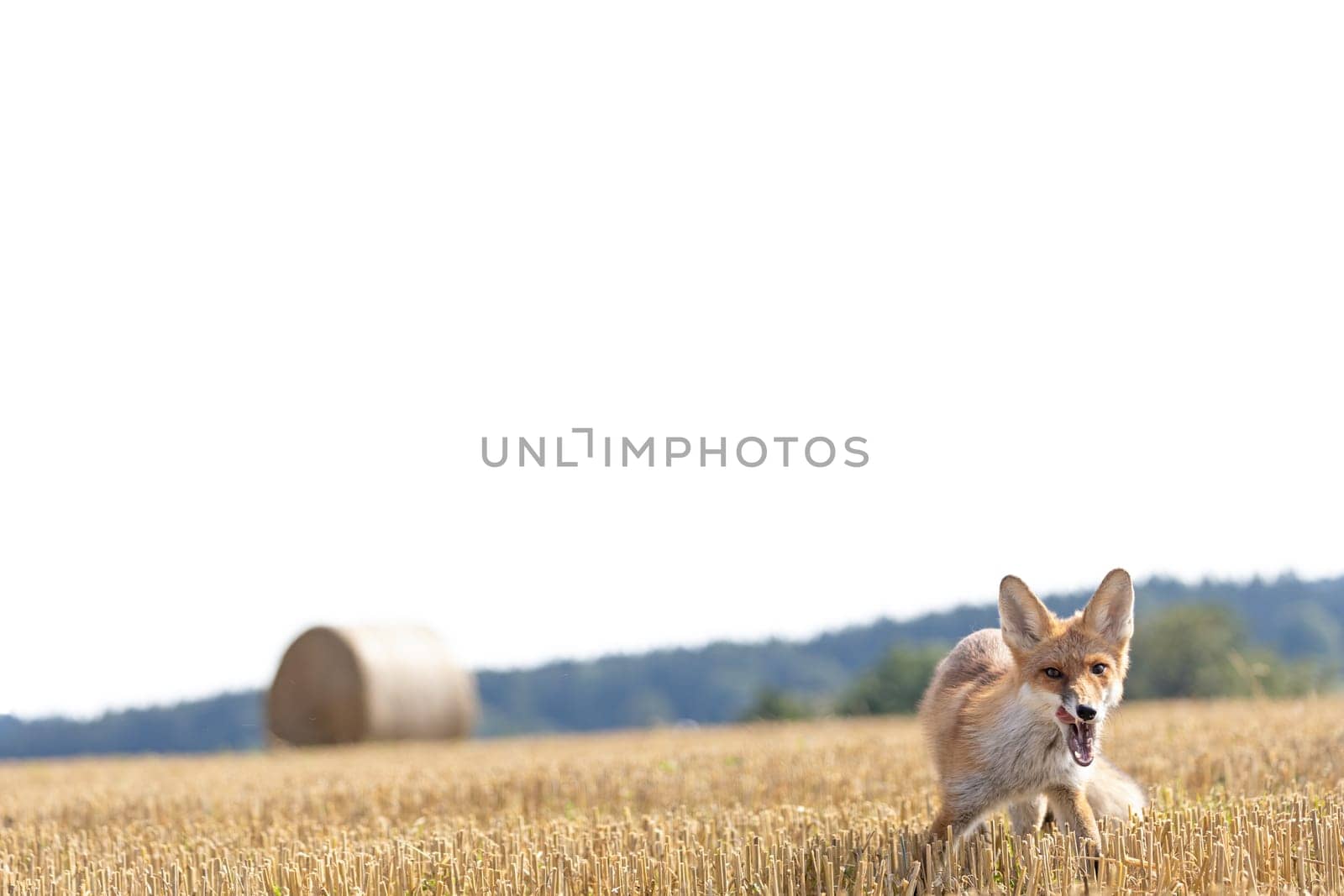 Smiling red fox is posing in the summer yellow field. Horizontally.
