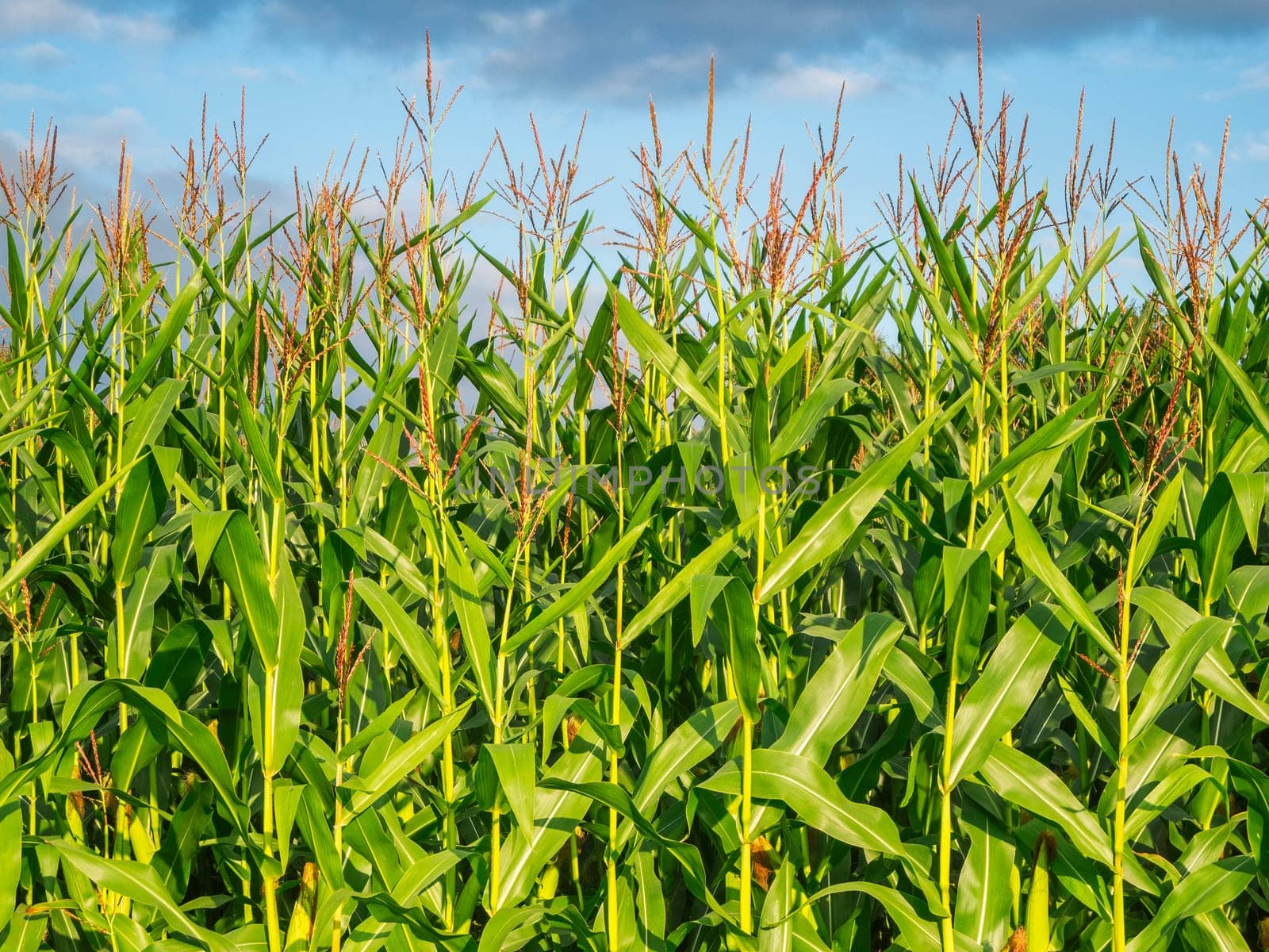 Frontal semi-close view of the upper corn plant parts at the edge of a corn field against a cloudy blue sky.
