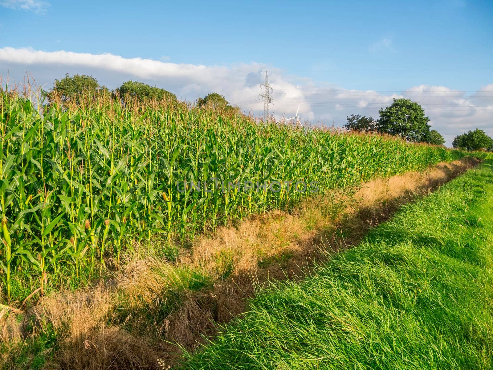 Perspective view of the upper corn plant parts at the edge of a corn field against a cloudy blue sky.