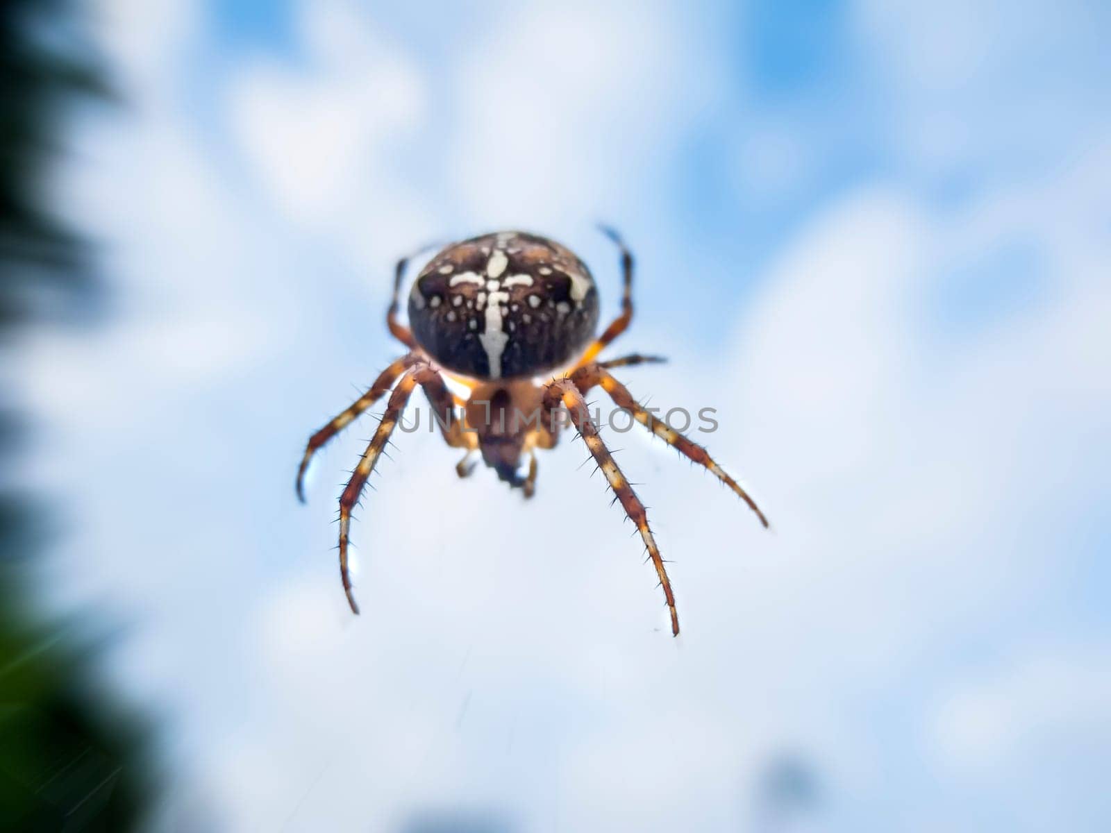 Macro view of a garden spider against a cloudy sky with shallow depth of field.