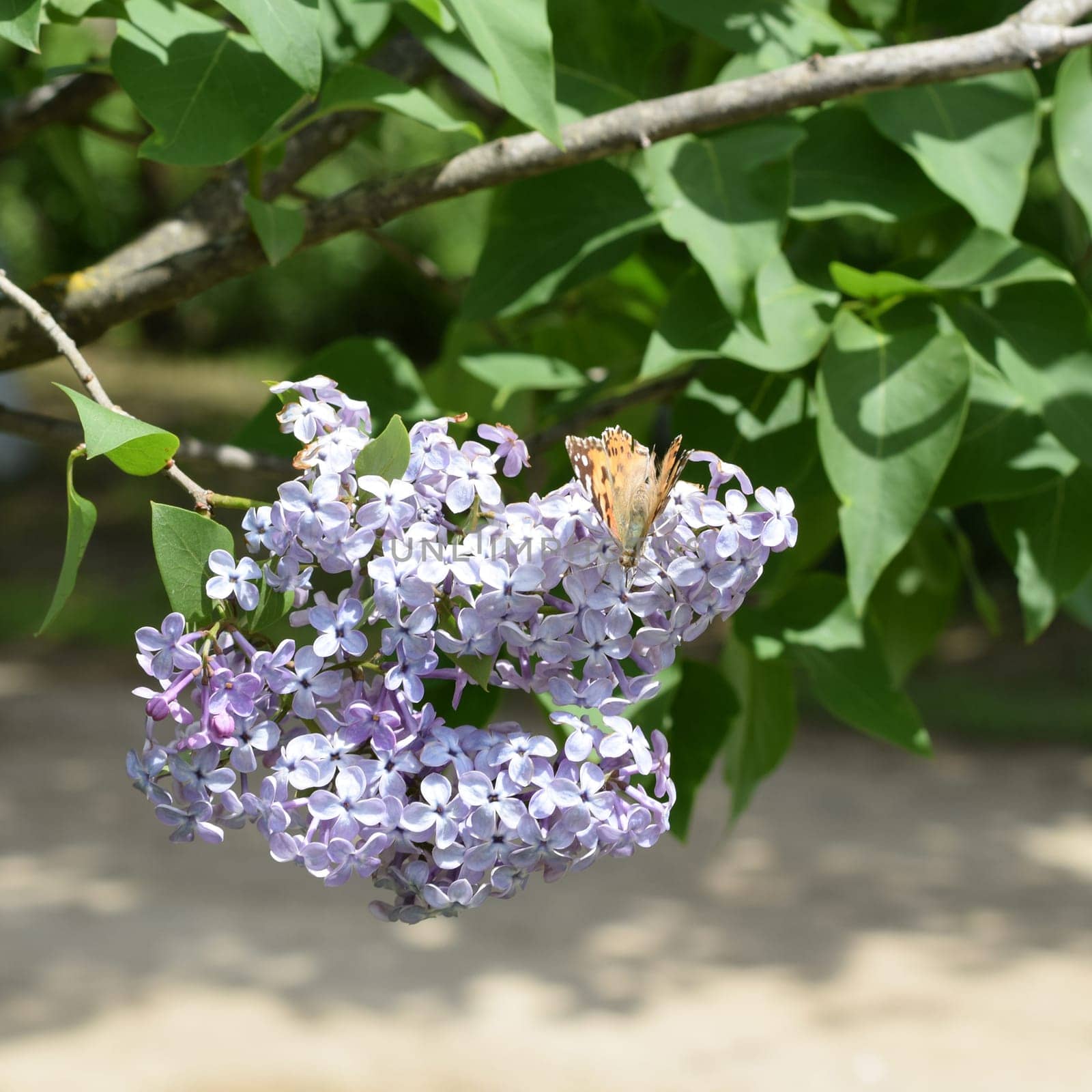 Butterfly rash on lilac colors. Insect pollinators. Butterfly urticaria.