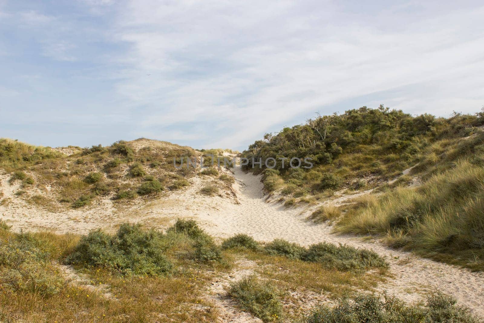 the dunes, Haamstede, Zeeland in the Netherlands