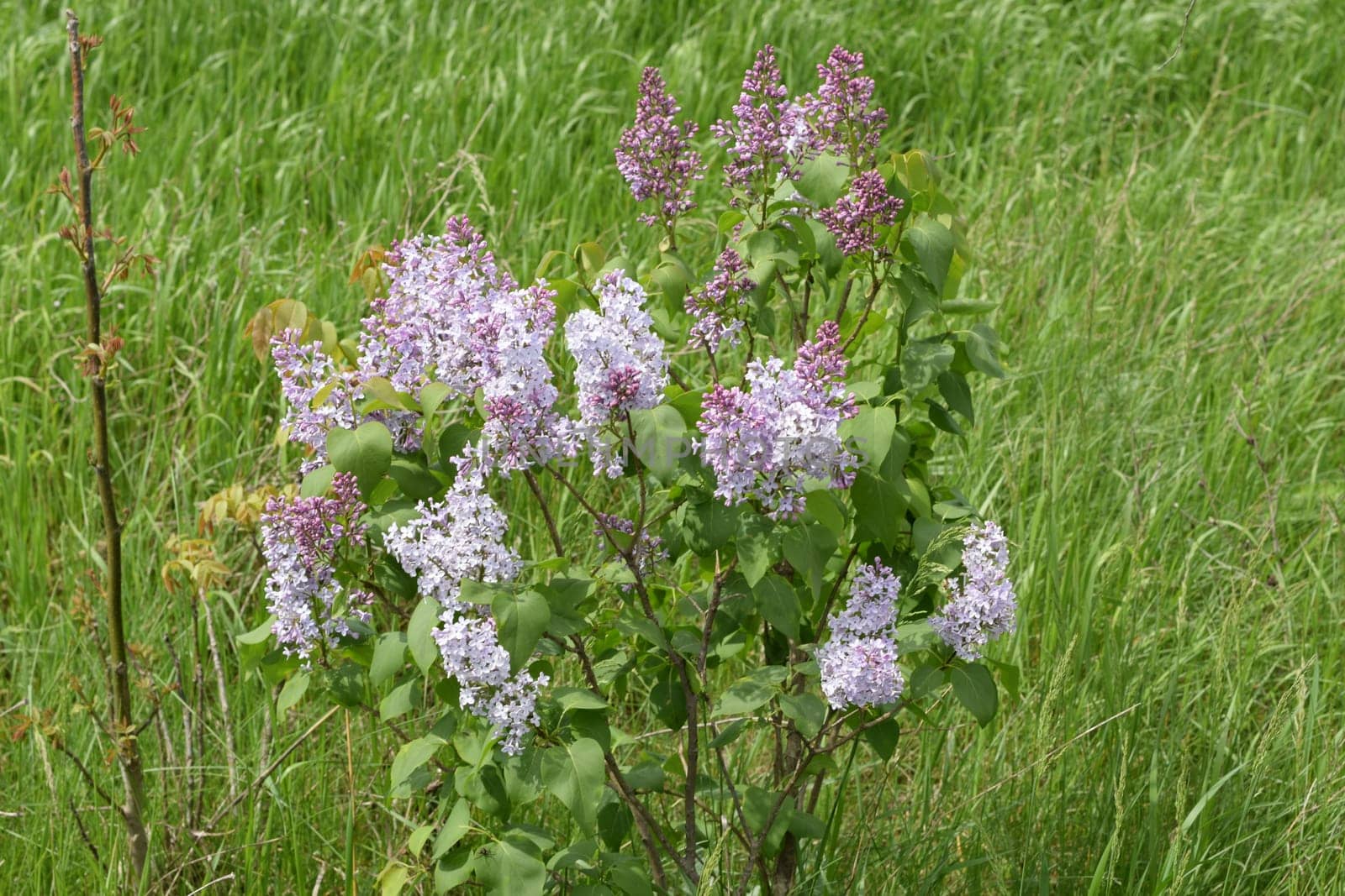 Beautiful purple lilac flowers outdoors. Lilac flowers on the branches