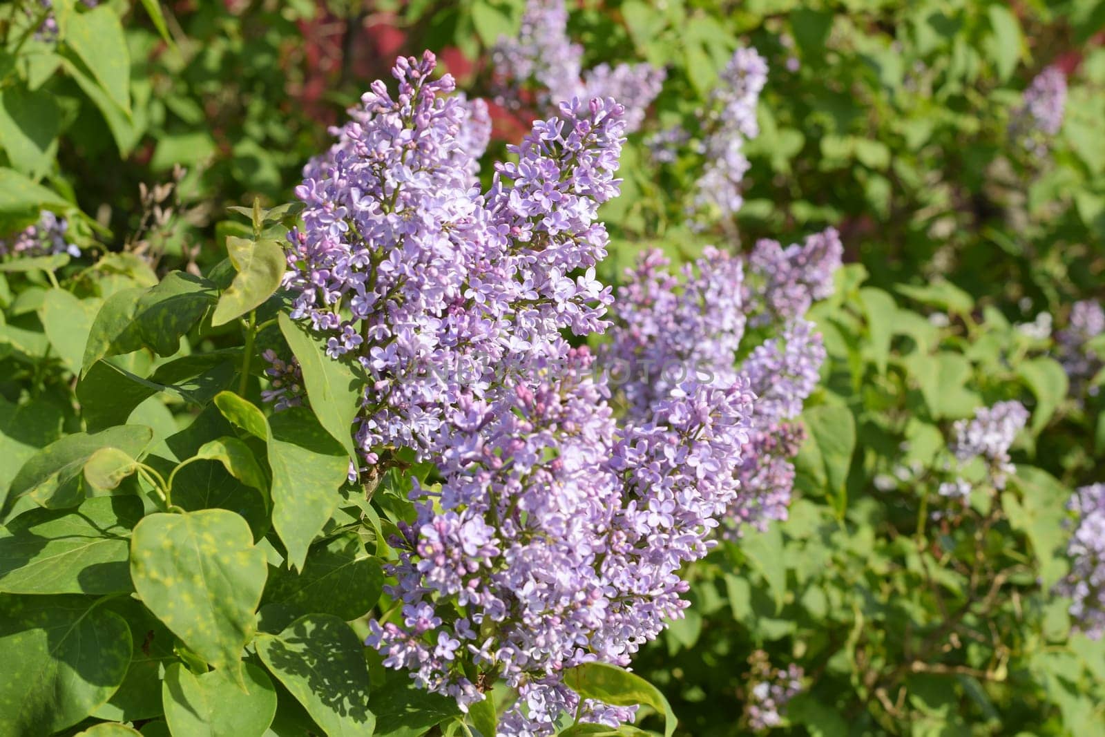 Beautiful purple lilac flowers outdoors. Lilac flowers on the branches