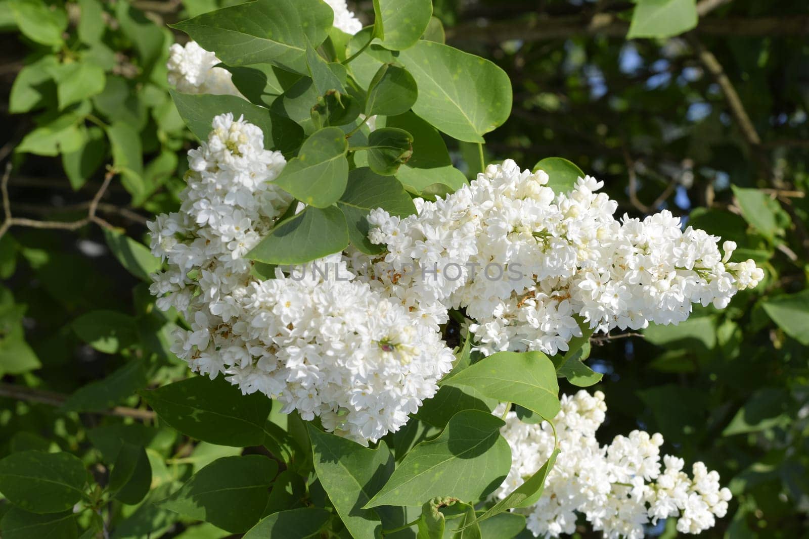 White Lilac. Beautiful purple lilac flowers outdoors. Lilac flowers on the branches