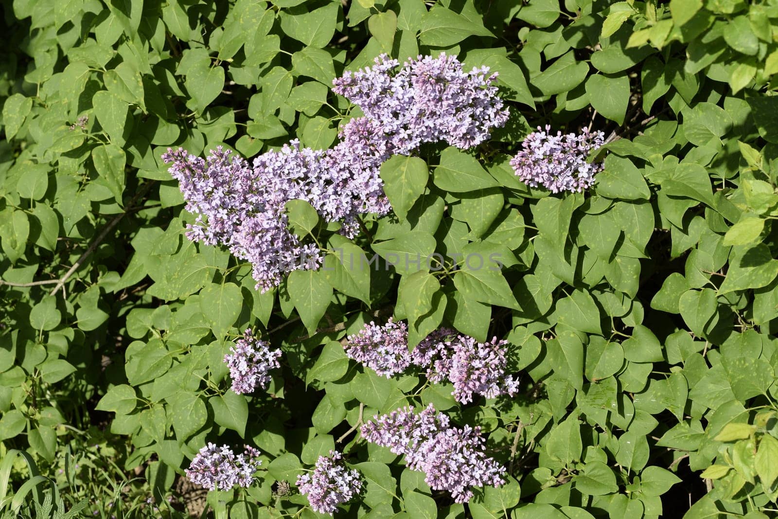 Beautiful purple lilac flowers outdoors. Lilac flowers on the branches