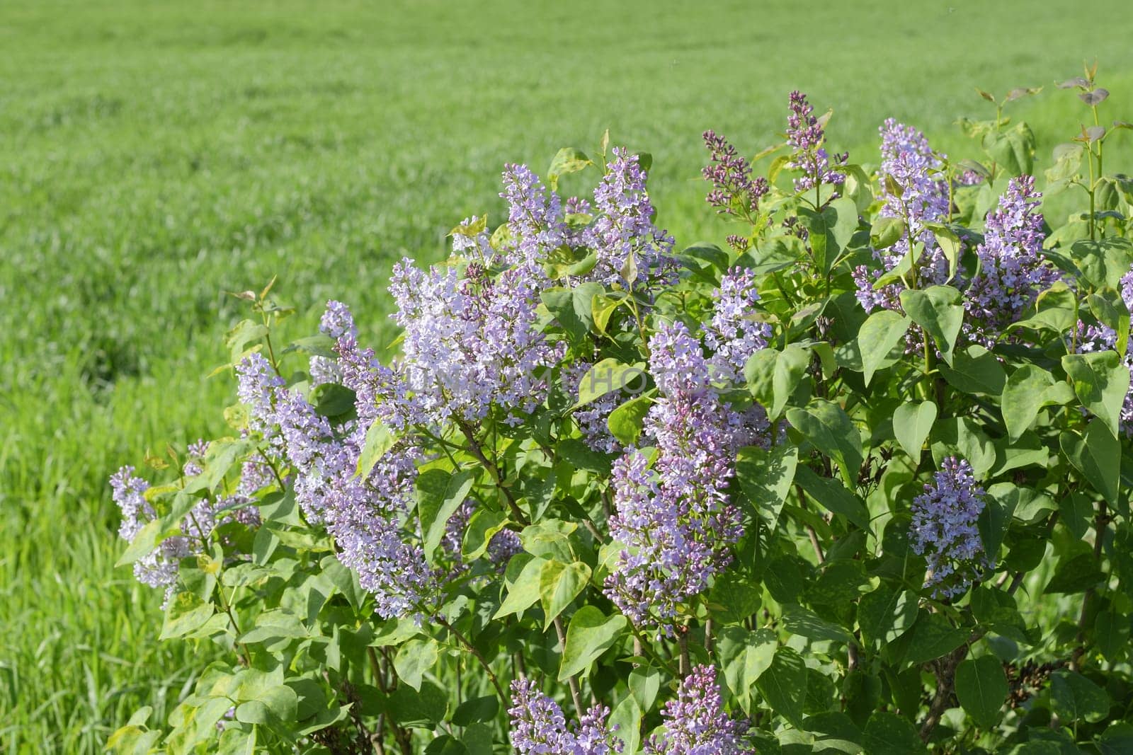 Beautiful purple lilac flowers outdoors. Lilac flowers on the branches