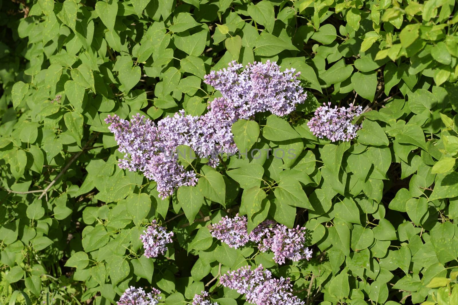 Beautiful purple lilac flowers outdoors. Lilac flowers on the branches