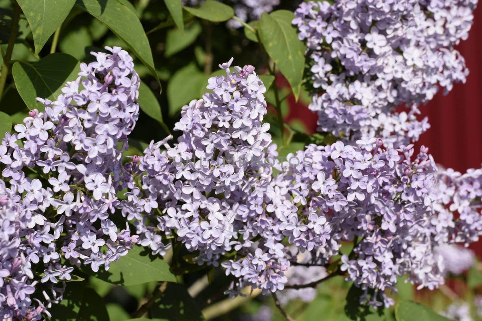 Beautiful purple lilac flowers outdoors. Lilac flowers on the branches