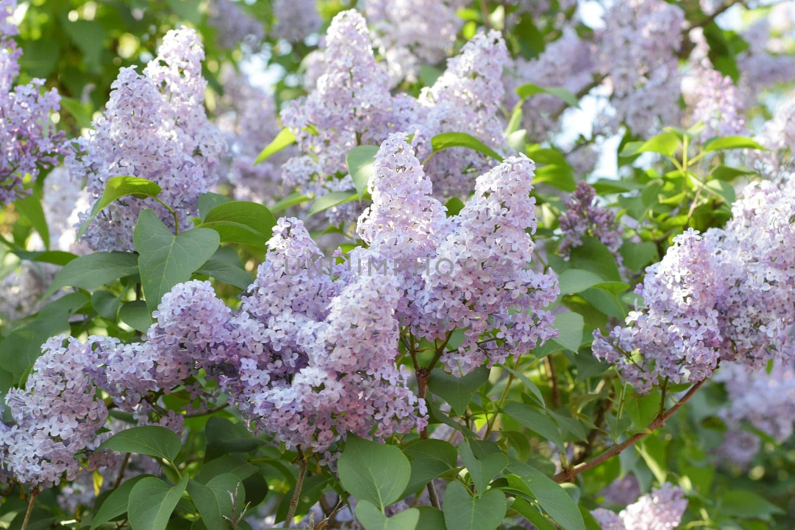 Beautiful purple lilac flowers outdoors. Lilac flowers on the branches