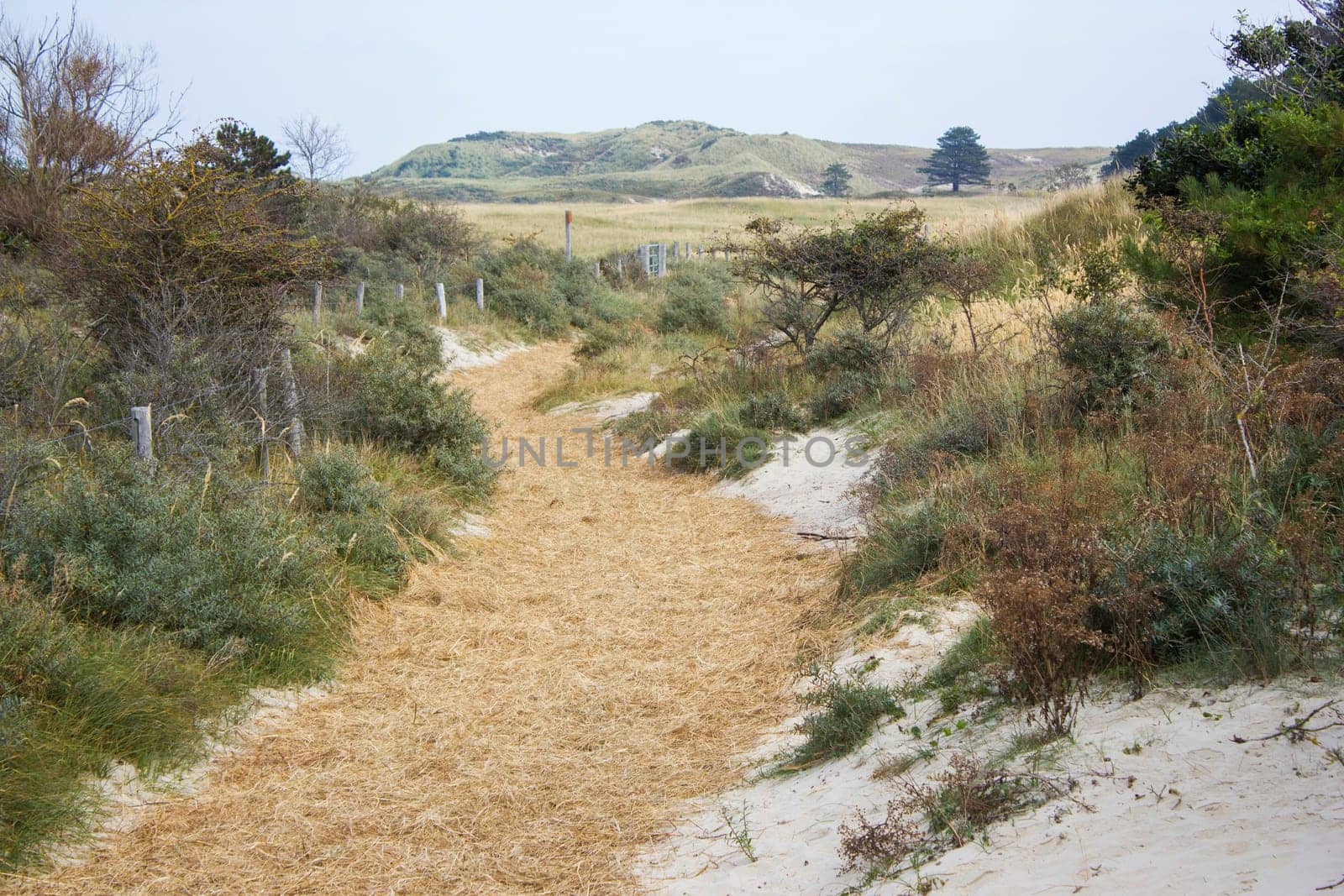 the dunes, Haamstede, Zeeland in the Netherlands
