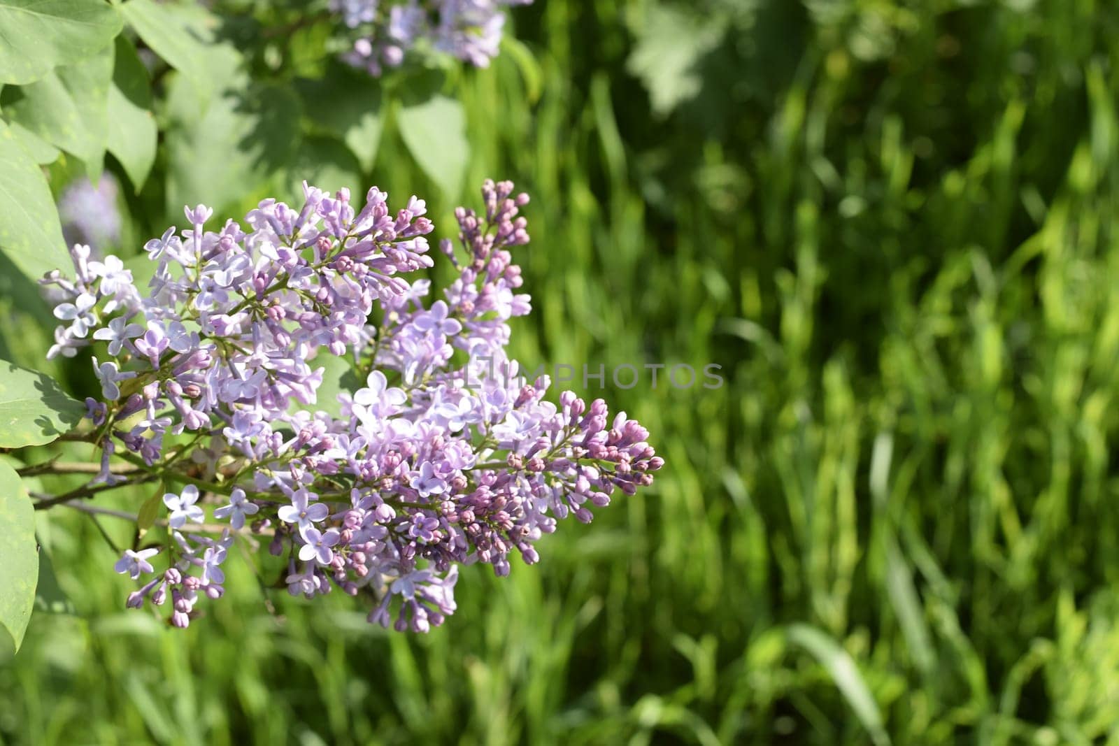 Beautiful purple lilac flowers outdoors. Lilac flowers on the branches
