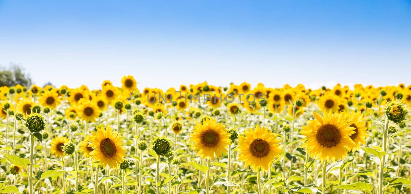 Sunflowers field in Italy. Scenic countryside in Tuscany with deep blue sky.