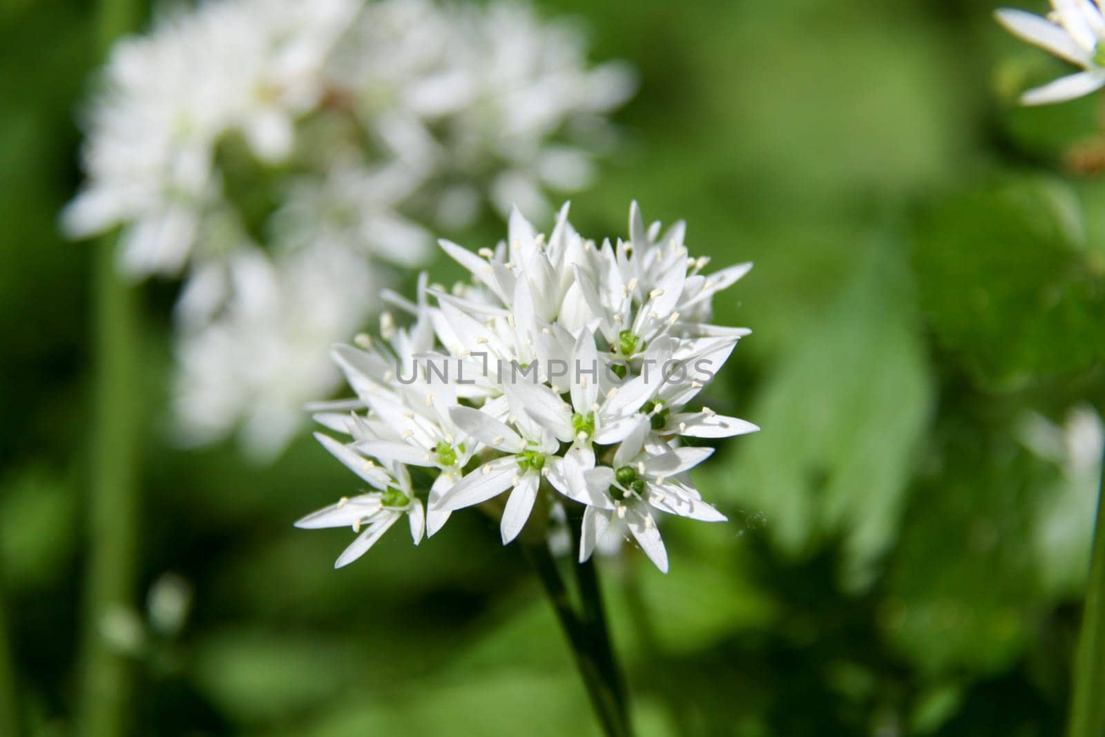 A shady spot is the best place for wild garlic