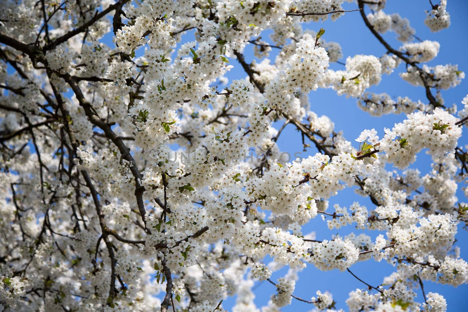 Natural-looking, blue-looking apple tree with trunk in spring for the design of small gardens.