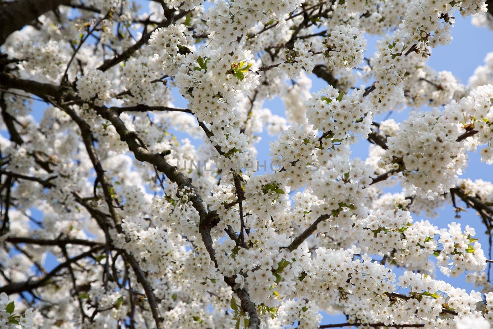 Natural-looking, blue-looking apple tree with trunk in spring for the design of small gardens.