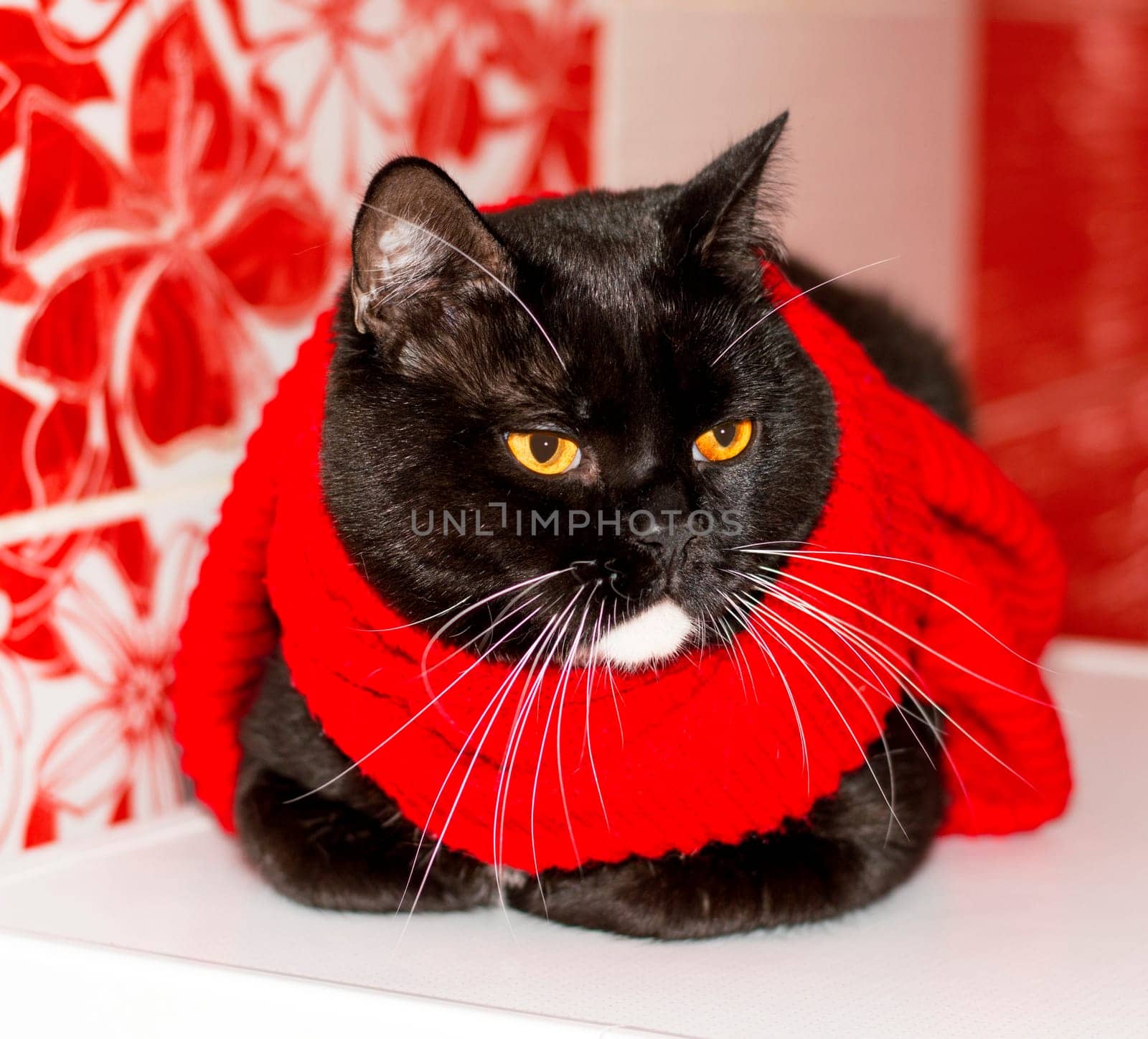 Scottish-british bicolor cat close-up in a red scarf on a red background, winter, theme cats, kittens and cats in the house, pets their photos and their life