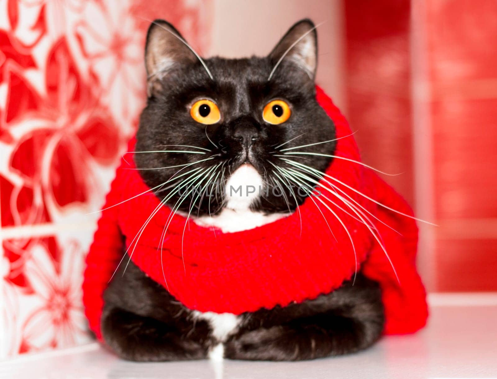 Powerful Scottish bicolor cat close-up basking in a red scarf, winter is cold, theme cats, kittens and cats in the house, pets their photos and their life