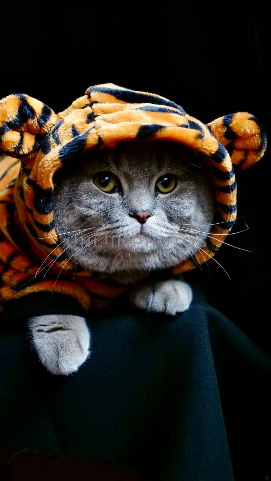 Pet British, Scottish Straight cat in a tiger costume lies on an isolated black background with glasses. Cool animal 2022
