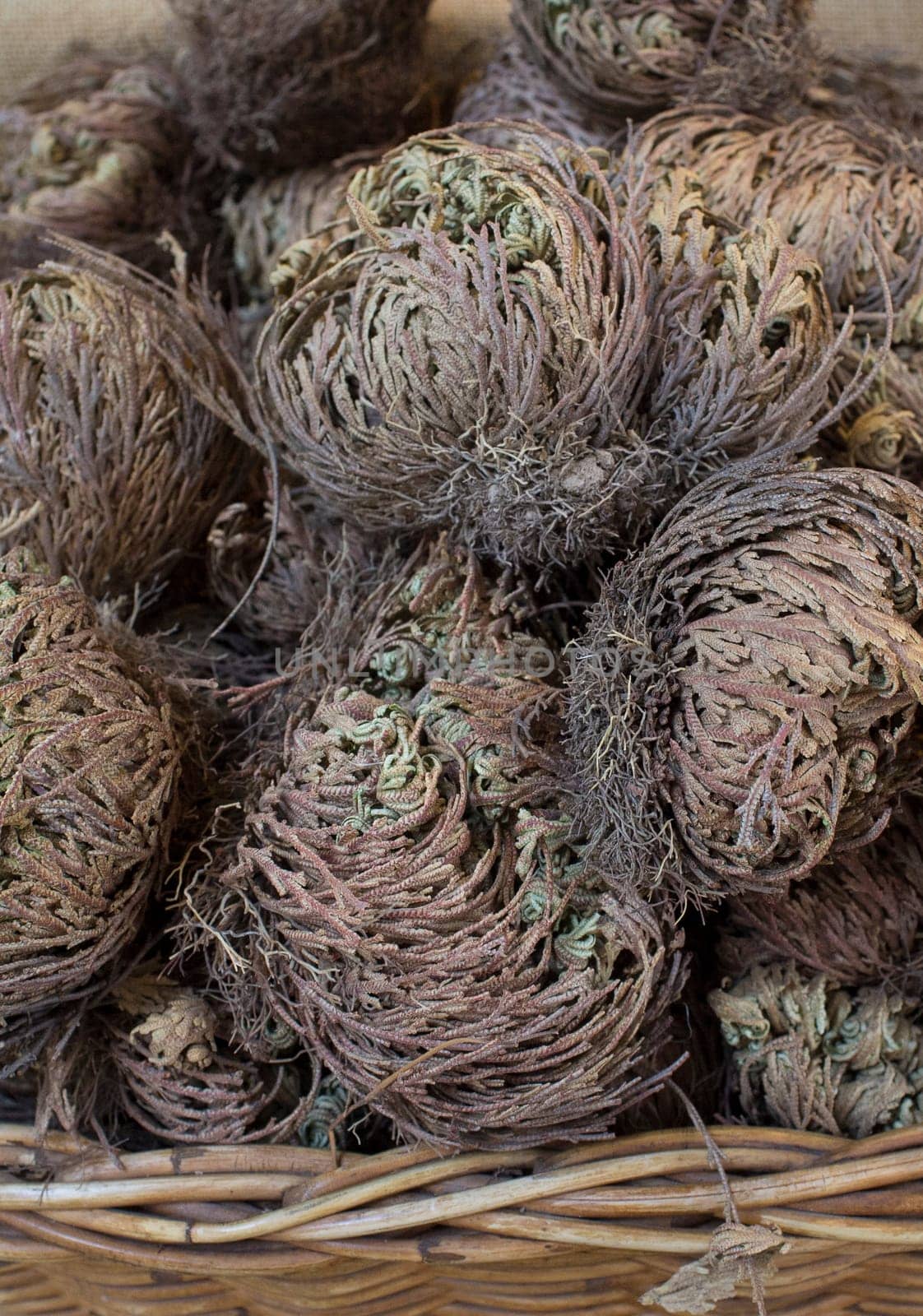 Dried rose of Jericho Selaginella lepidophylla. Used as natural vegetable hygrometer