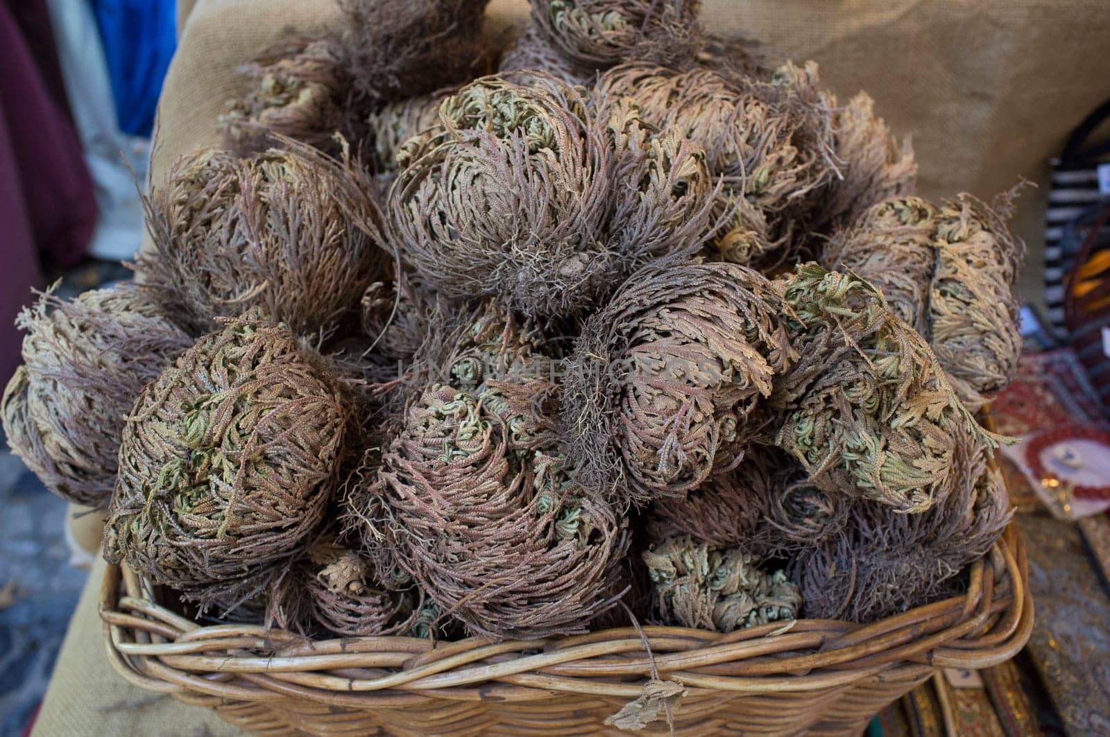 Dried rose of Jericho Selaginella lepidophylla. Used as natural vegetable hygrometer