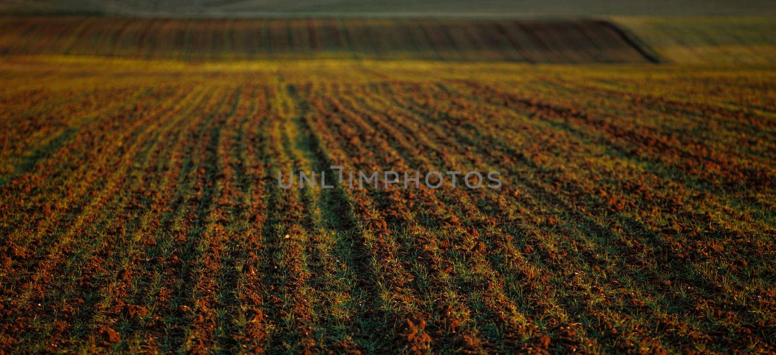 Agricultural field with young crops in lines at sunset