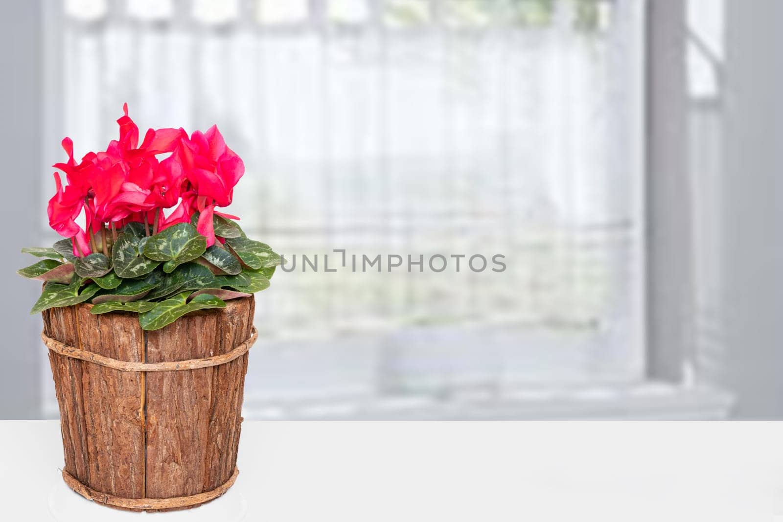 Decoration flower backgound. Closeup of a beautiful fresh blooming cyclamen in wooden vase on table over abstract blurred curtain background. Template Valentine, Mother day or other festival.