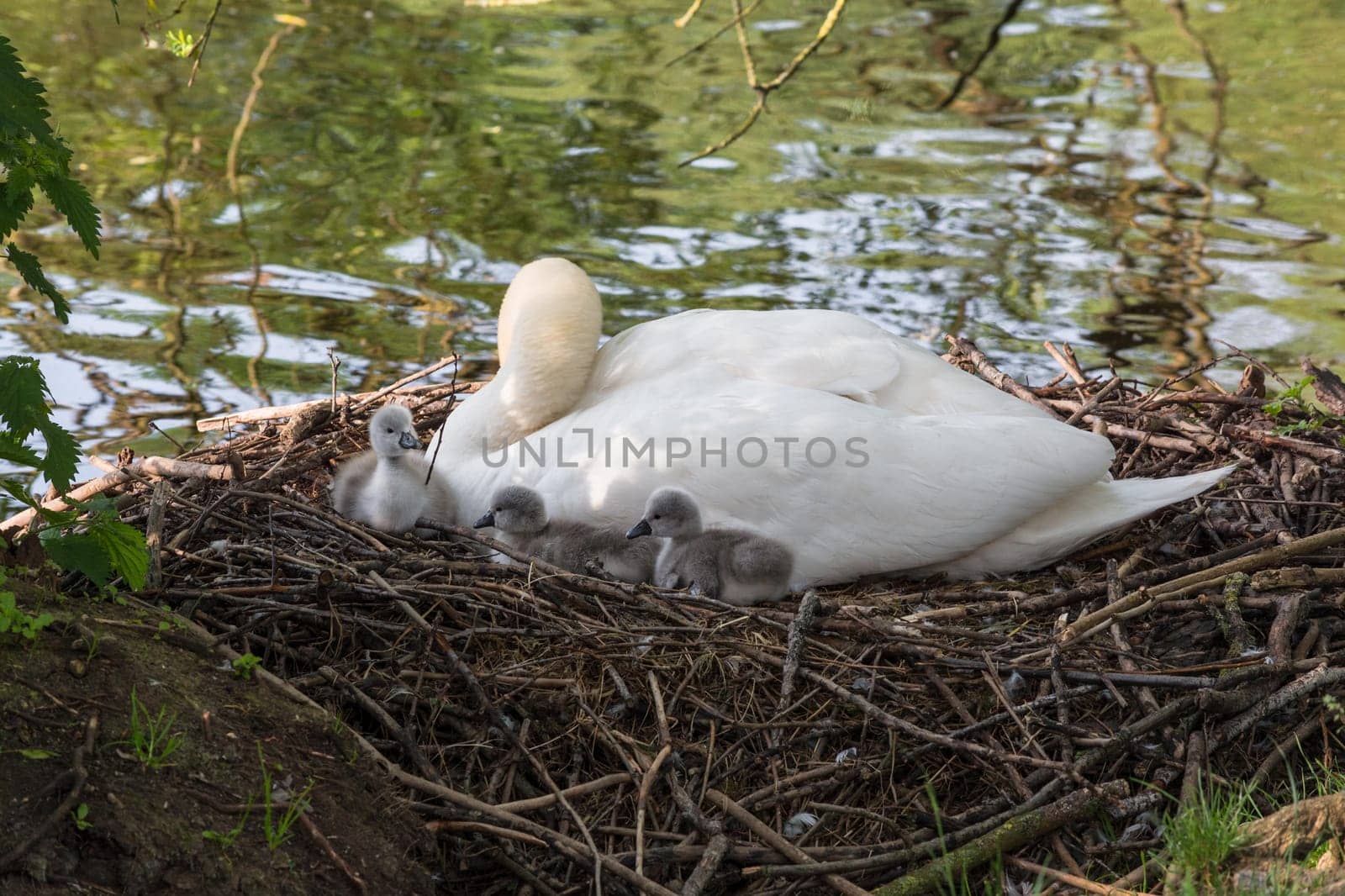 Swan's nest in the Heiligenhaus at the Abtskücherteich. Mother bird with little baby learn to swim. Wild swans in spring. .