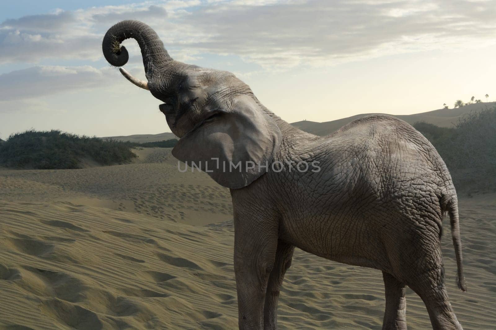 Beautiful pictures of African elephants in Africa