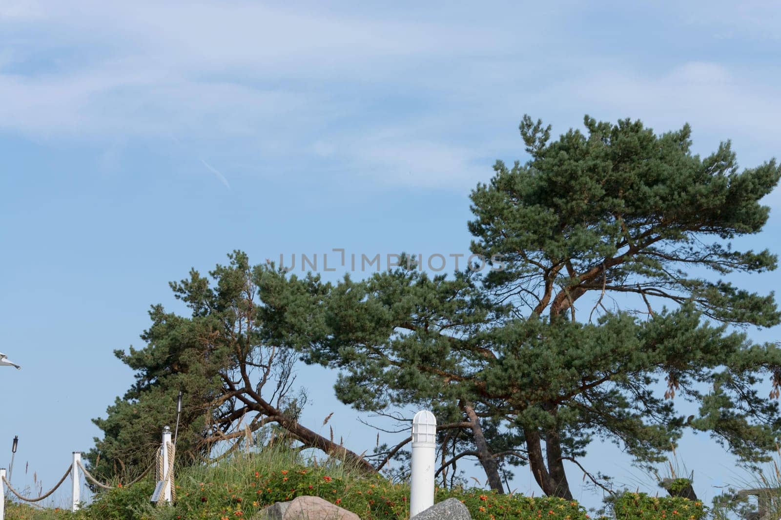 Baltic sea coast. Pine forest on the beach in summer. Wild nature. Wilderness