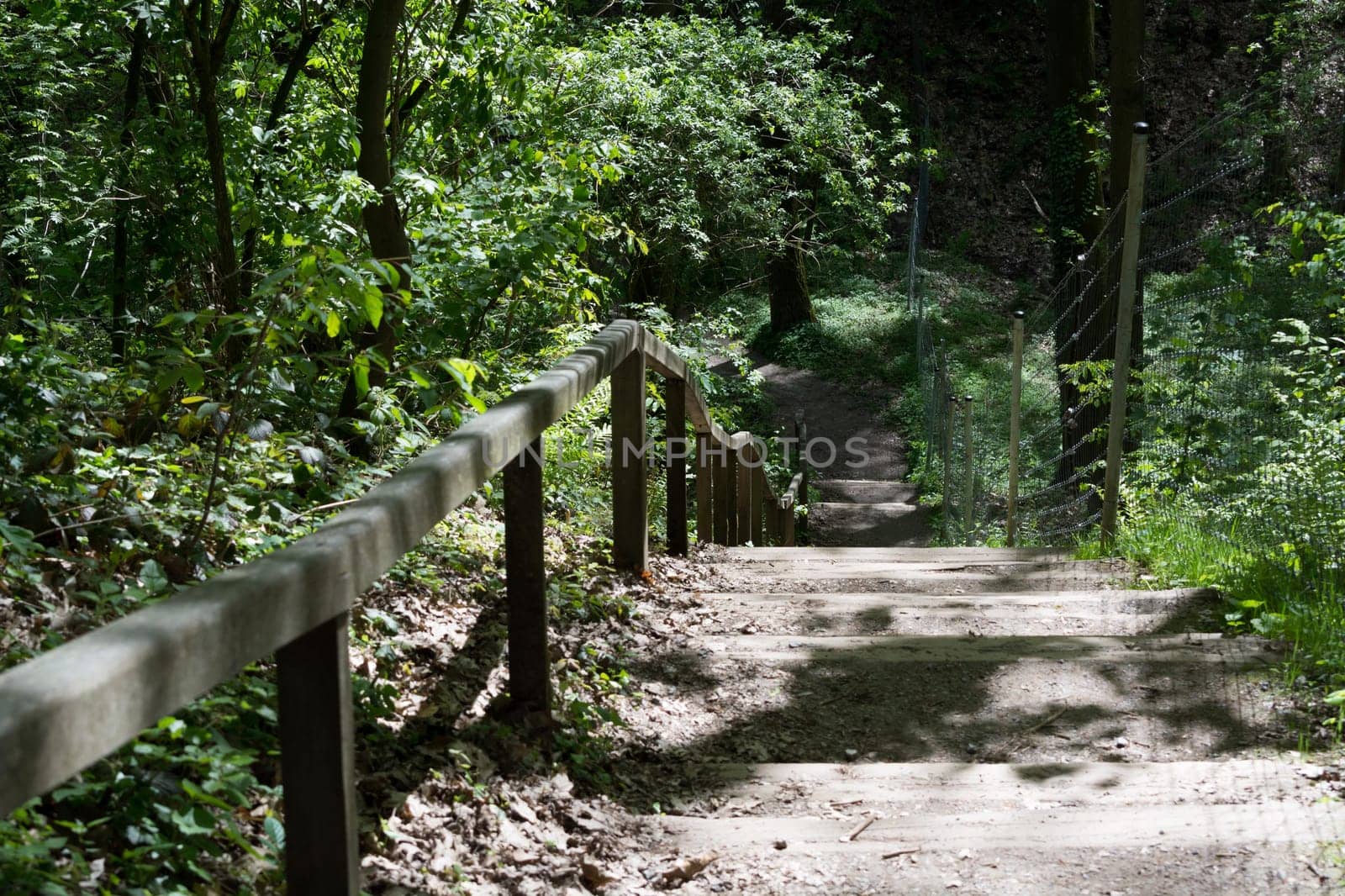 On the community narrow path of narrow stepping stones with handrail in the middle of a forest with tall trees at sunset or sunrise.