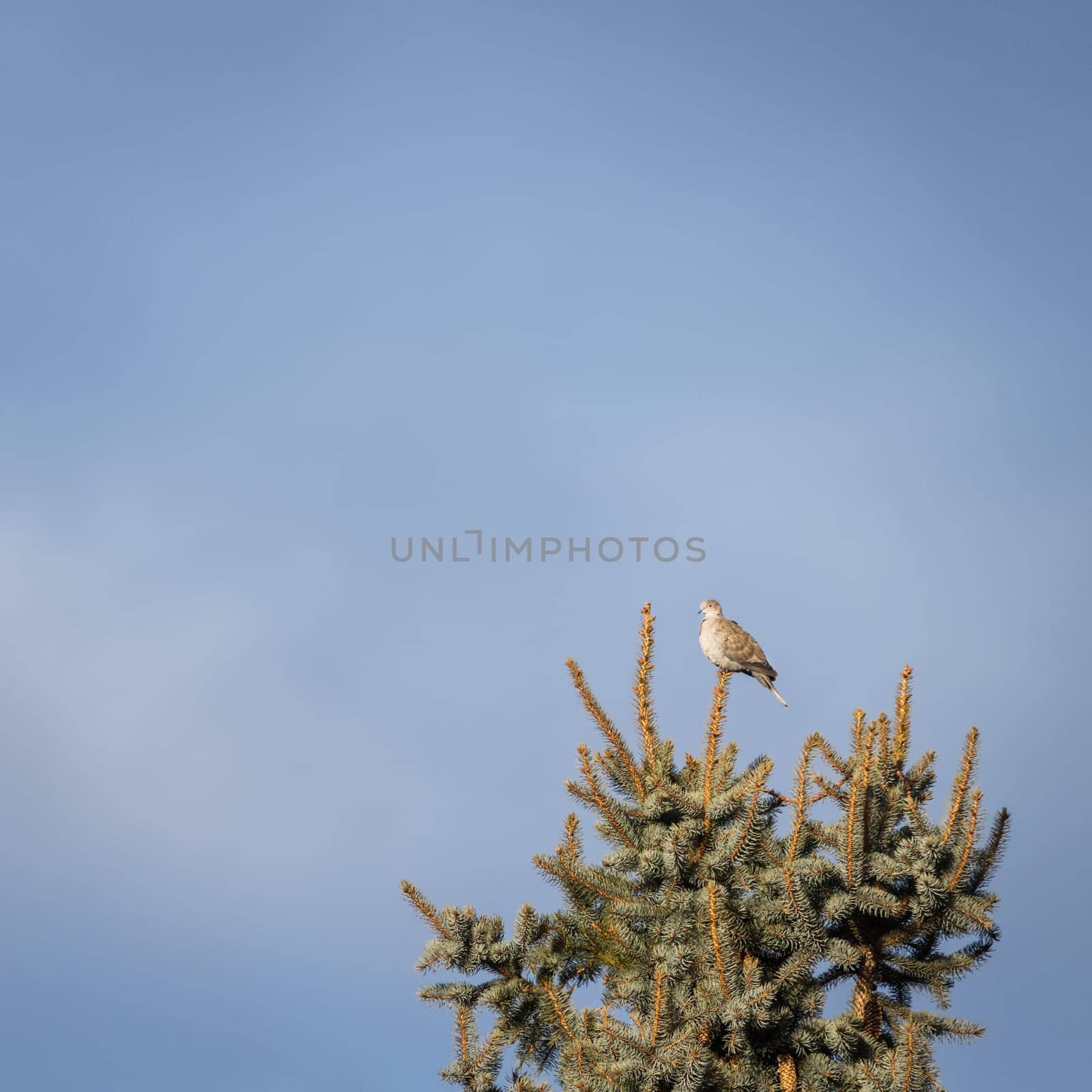 Lonely pidgeon on a fir tree with blue sky