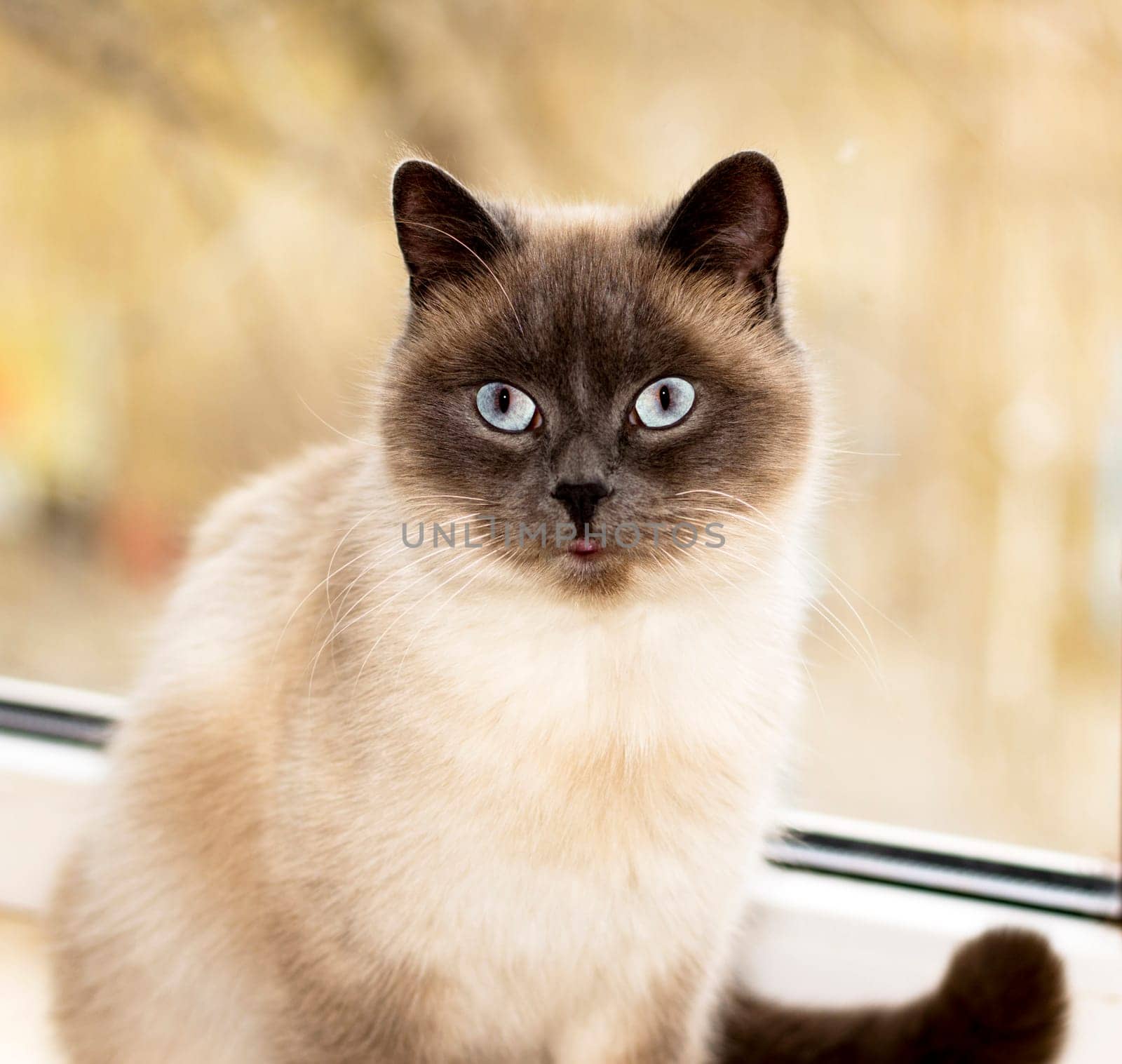 scottish cat blue-point close-up at the window, the theme of cats, kittens and cats in the house, beautiful pets their photos and their lives